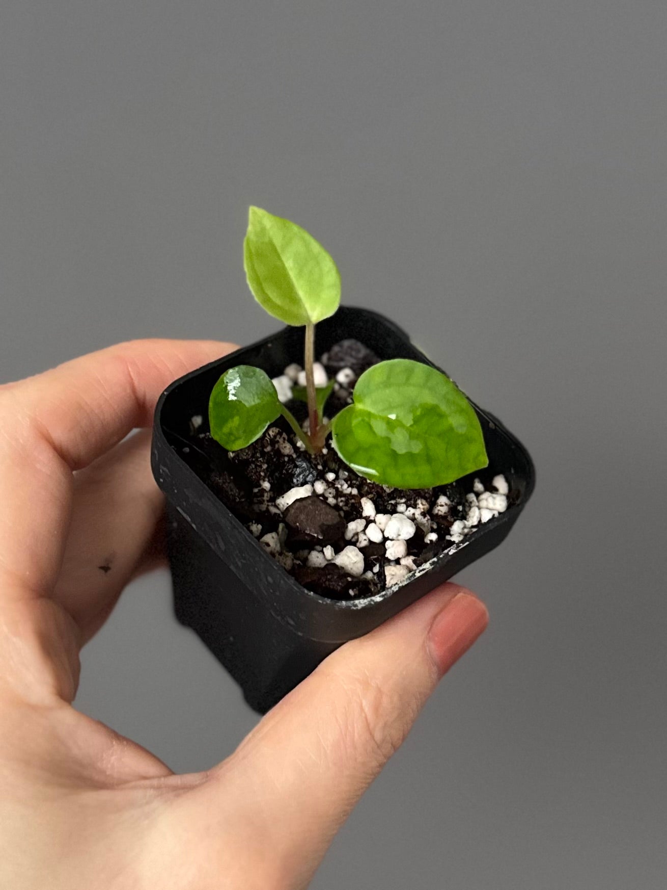 Anthurium Besseae aff. x warocqueanum