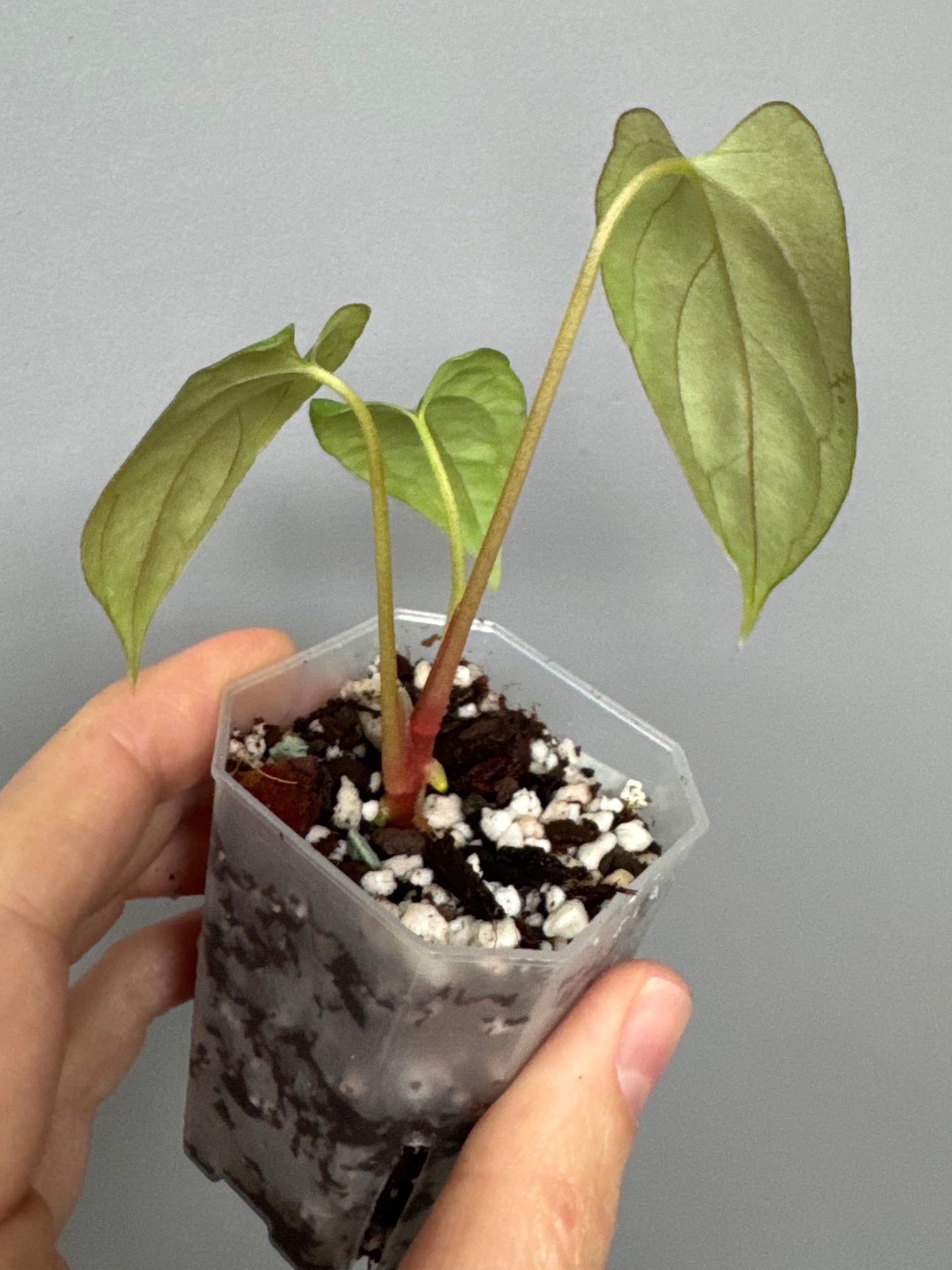 Anthurium papillilaminum 'Fort Sherman' clone