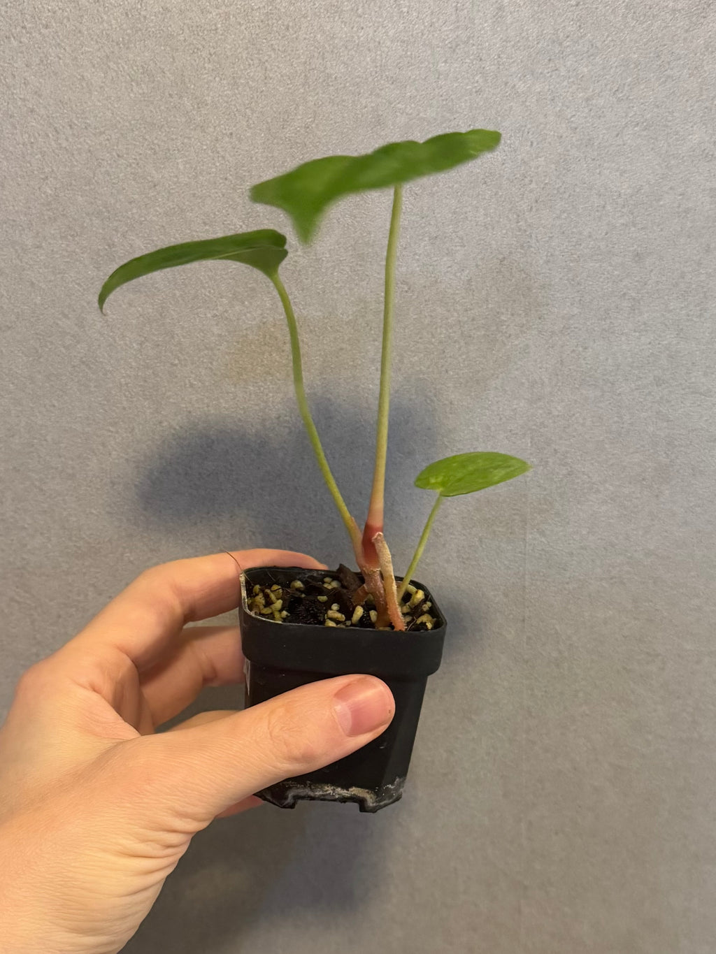 Anthurium PapillilaminumX