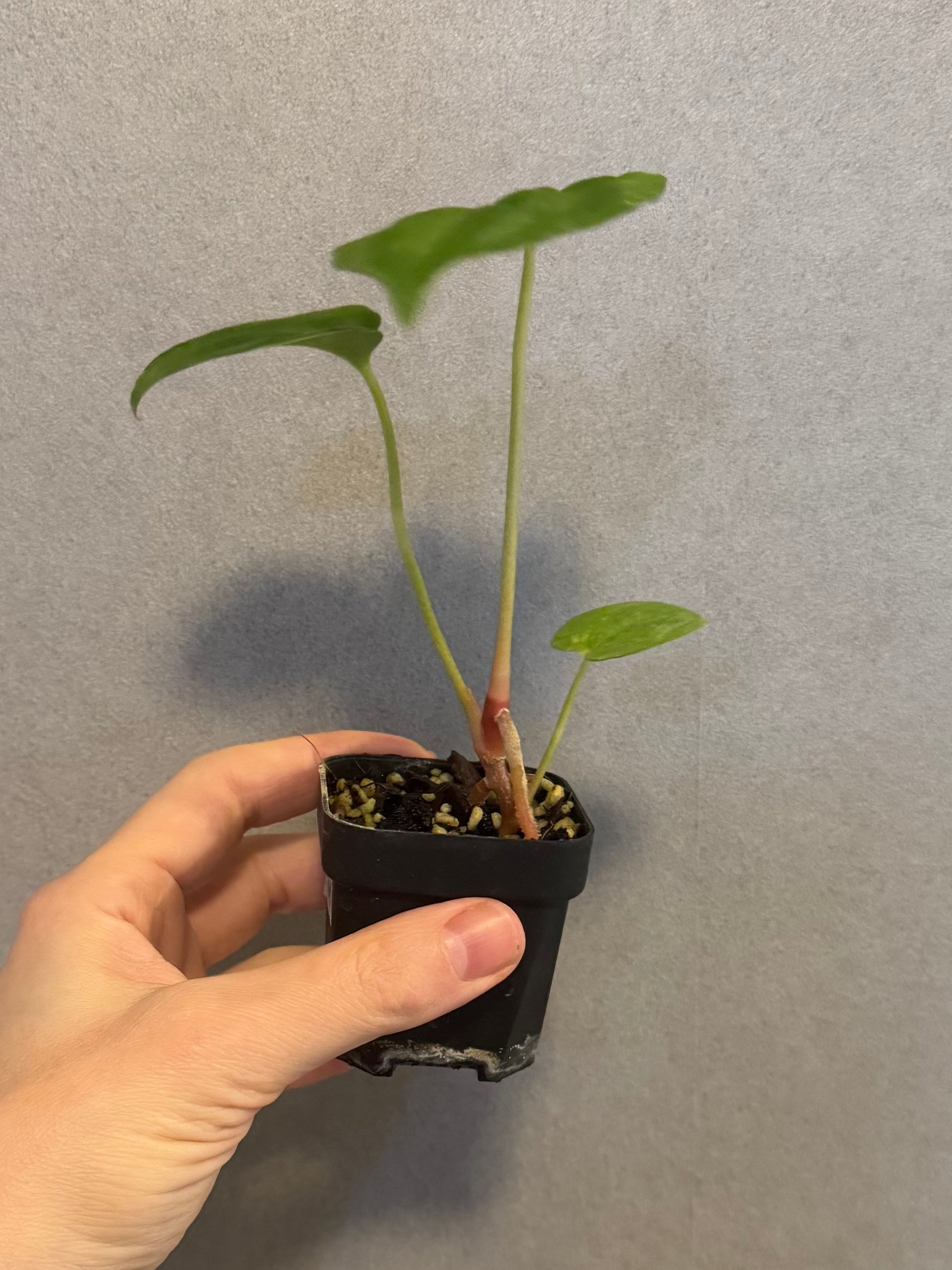 Anthurium PapillilaminumX