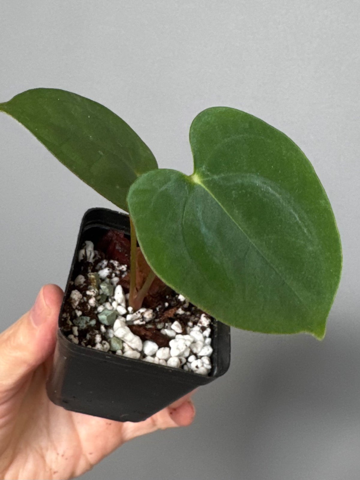 Papillilaminum T6xT7 (by 4aroids)