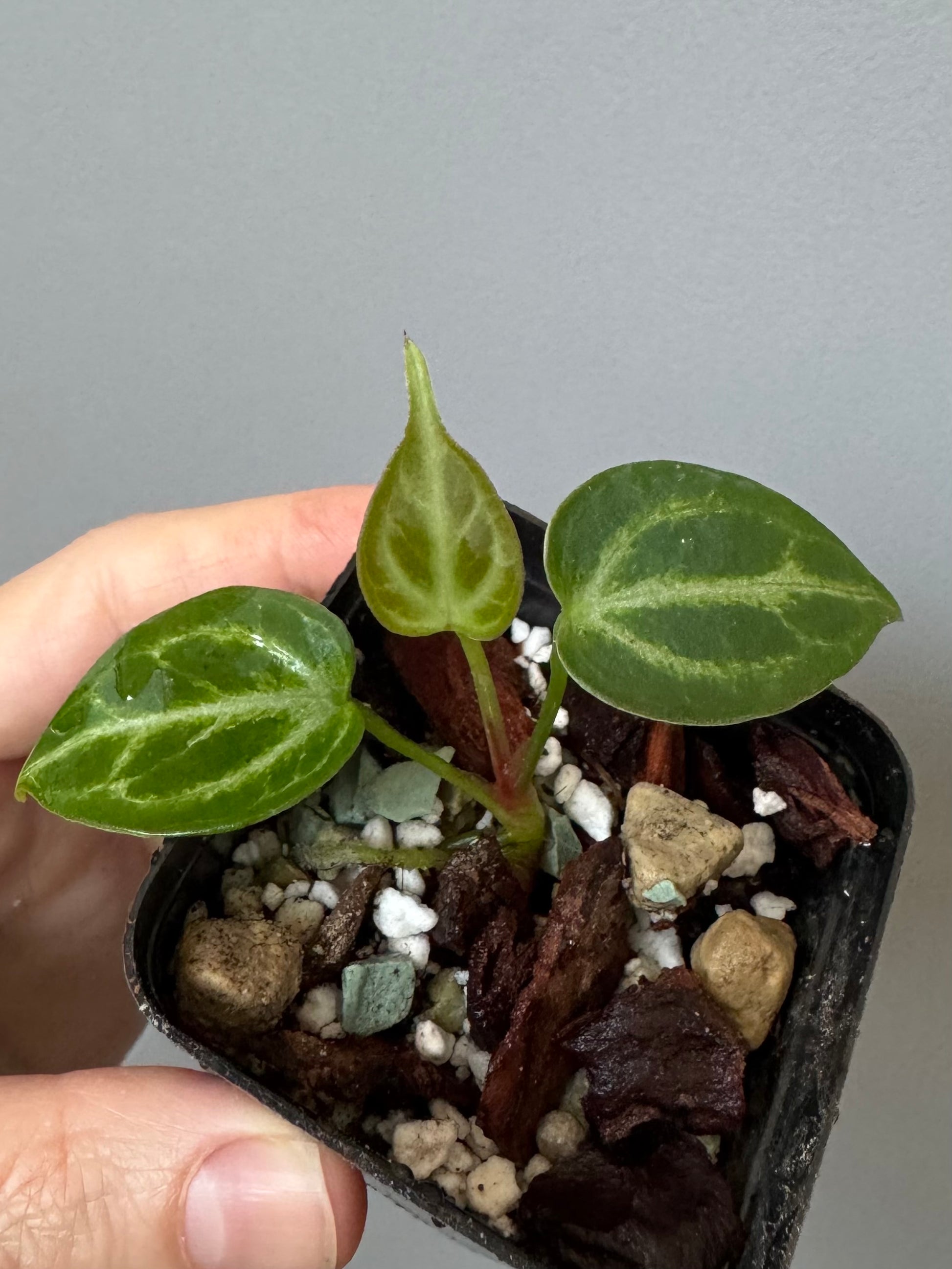 Anthurium Super Silver