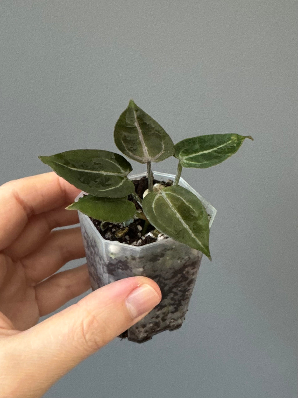 Anthurium ZxM x Michelle - Mini