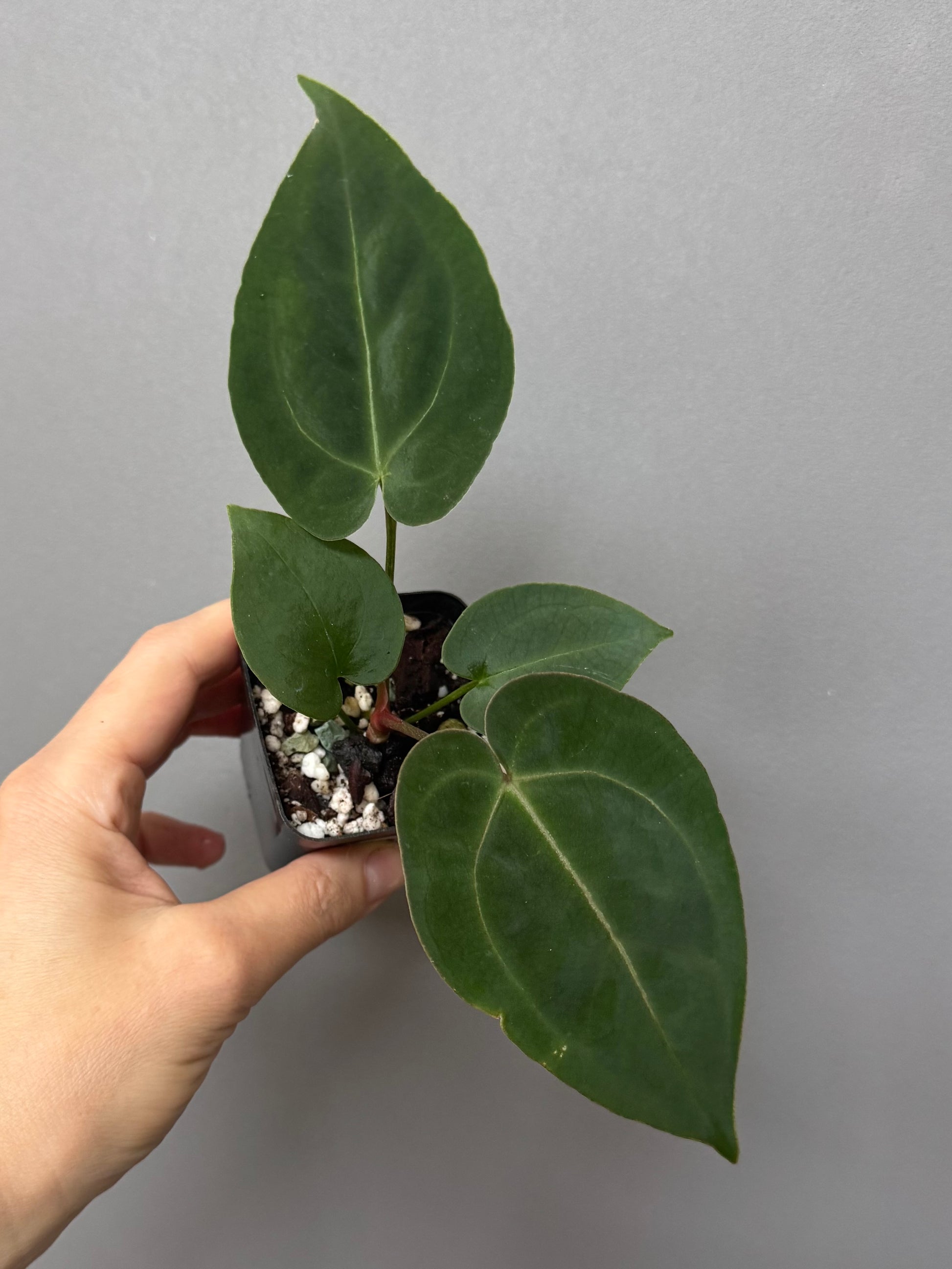 Anthurium (AOS x forgetii) x (NSE Red Crystallinum x Carlablackiae)