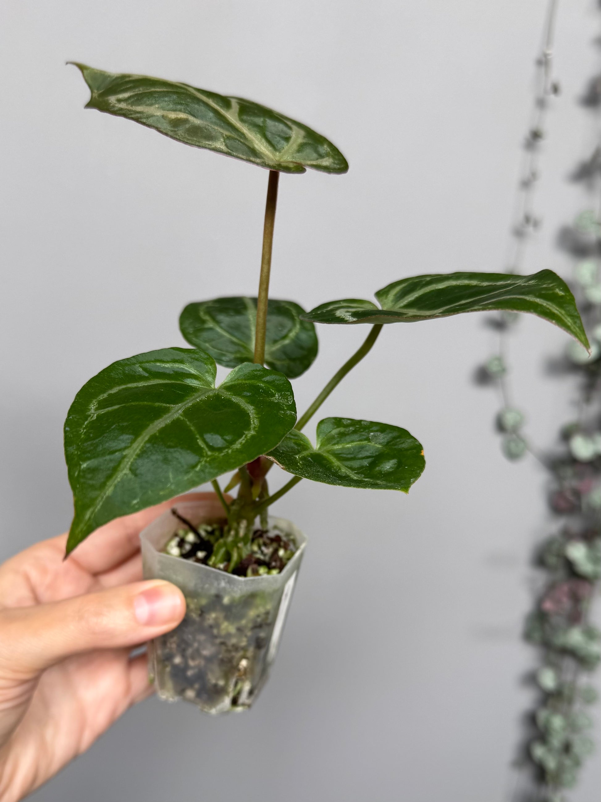 Anthurium ((magnificum x crystallinum) x NoID) XM - Plant A