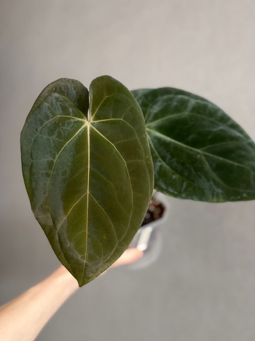 Anthurium (Crystallinum chocolate x BVEP) x BVEP OG1