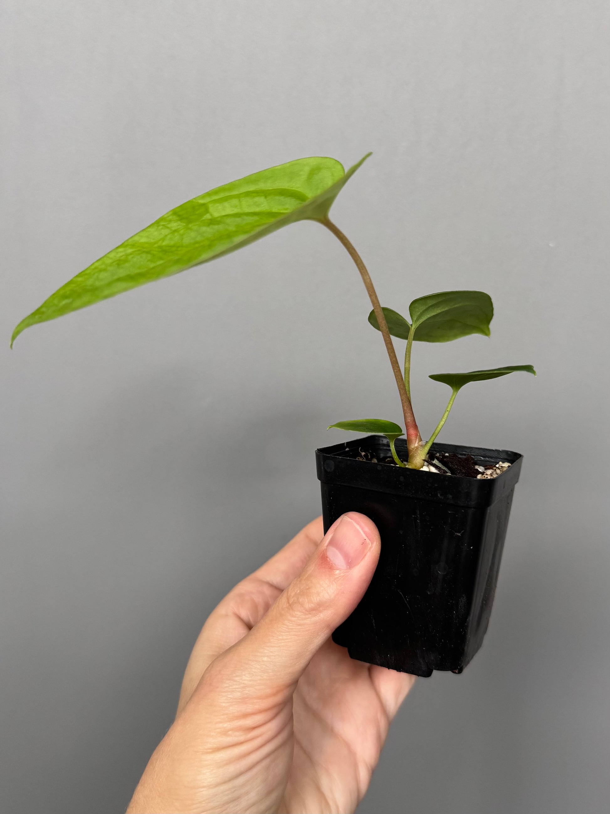 Anthurium besseae aff. x papillilaminum