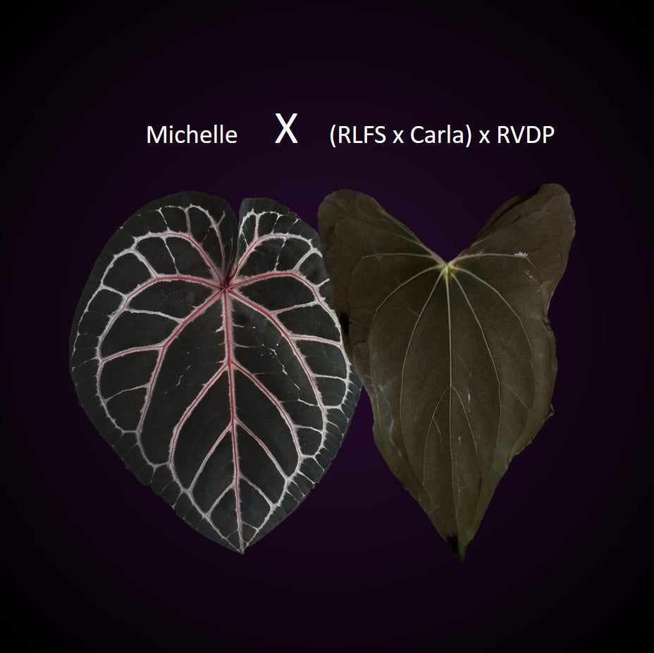 *NEW* Anthurium Michelle x ((RLFS x Carla) x RVDP) - gekeimte Seeds