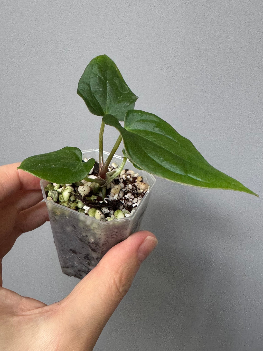 Anthurium BVEP x (Red Crystallinum x BVEP)