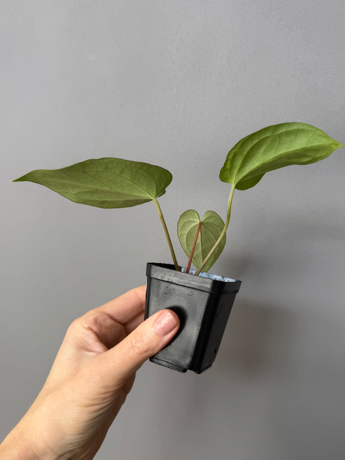 Anthurium magnificum x BVEP OG1 (#4)