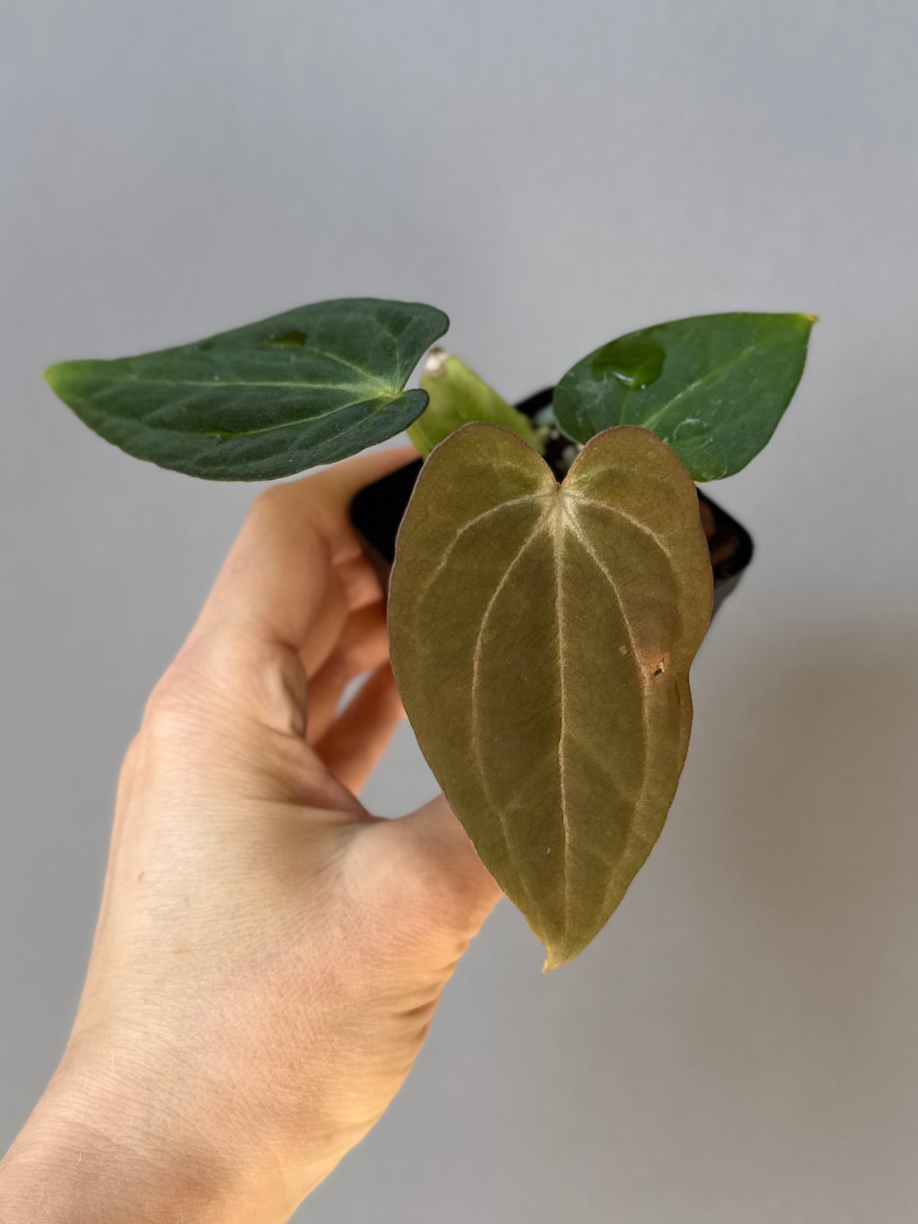 Anthurium ((RG Dressleri x Carlablackiae)xBVEP) X Carlablackiae C1
