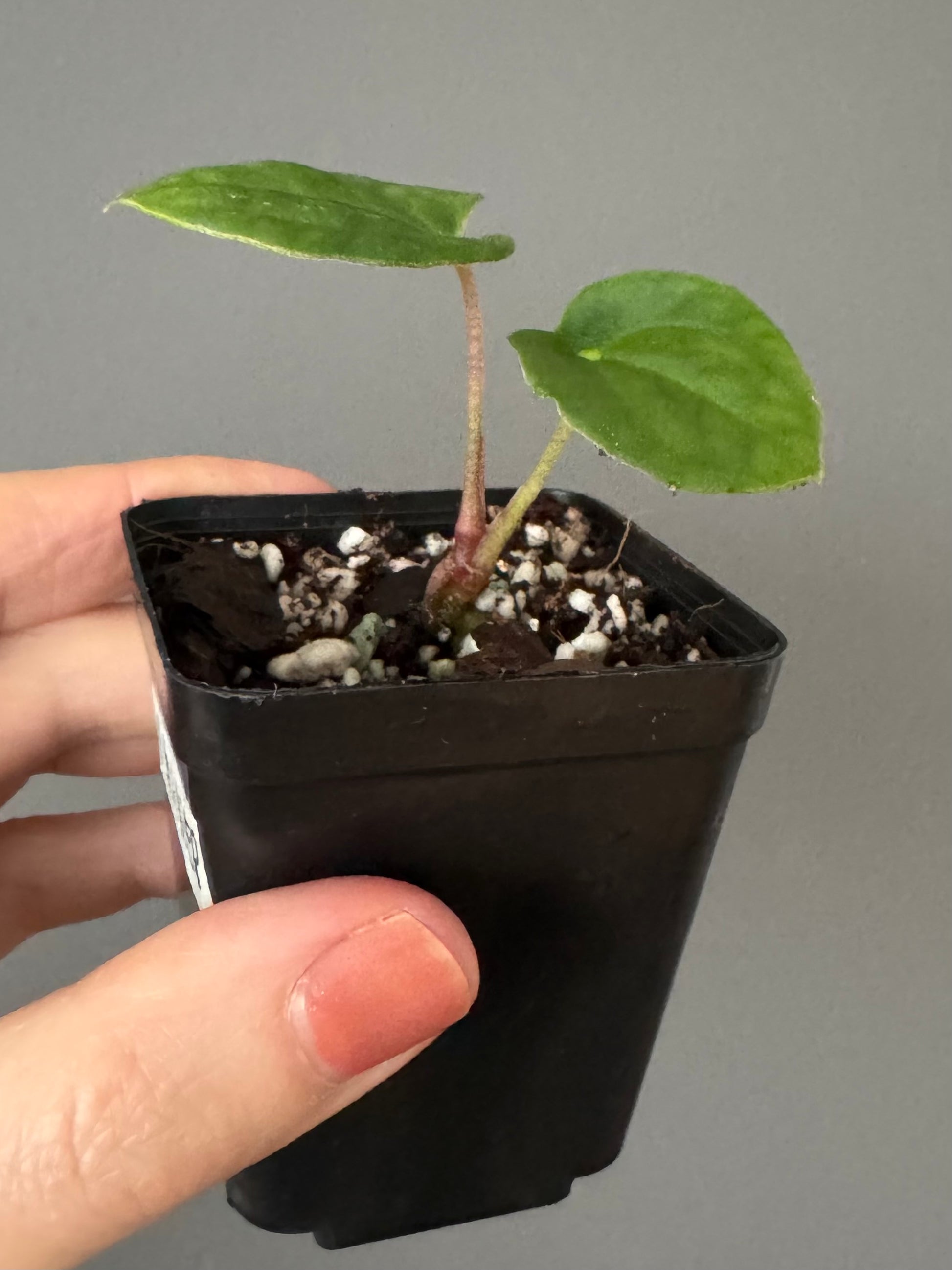 Anthurium Black Besseae aff. x BVEP (Chahrazade)