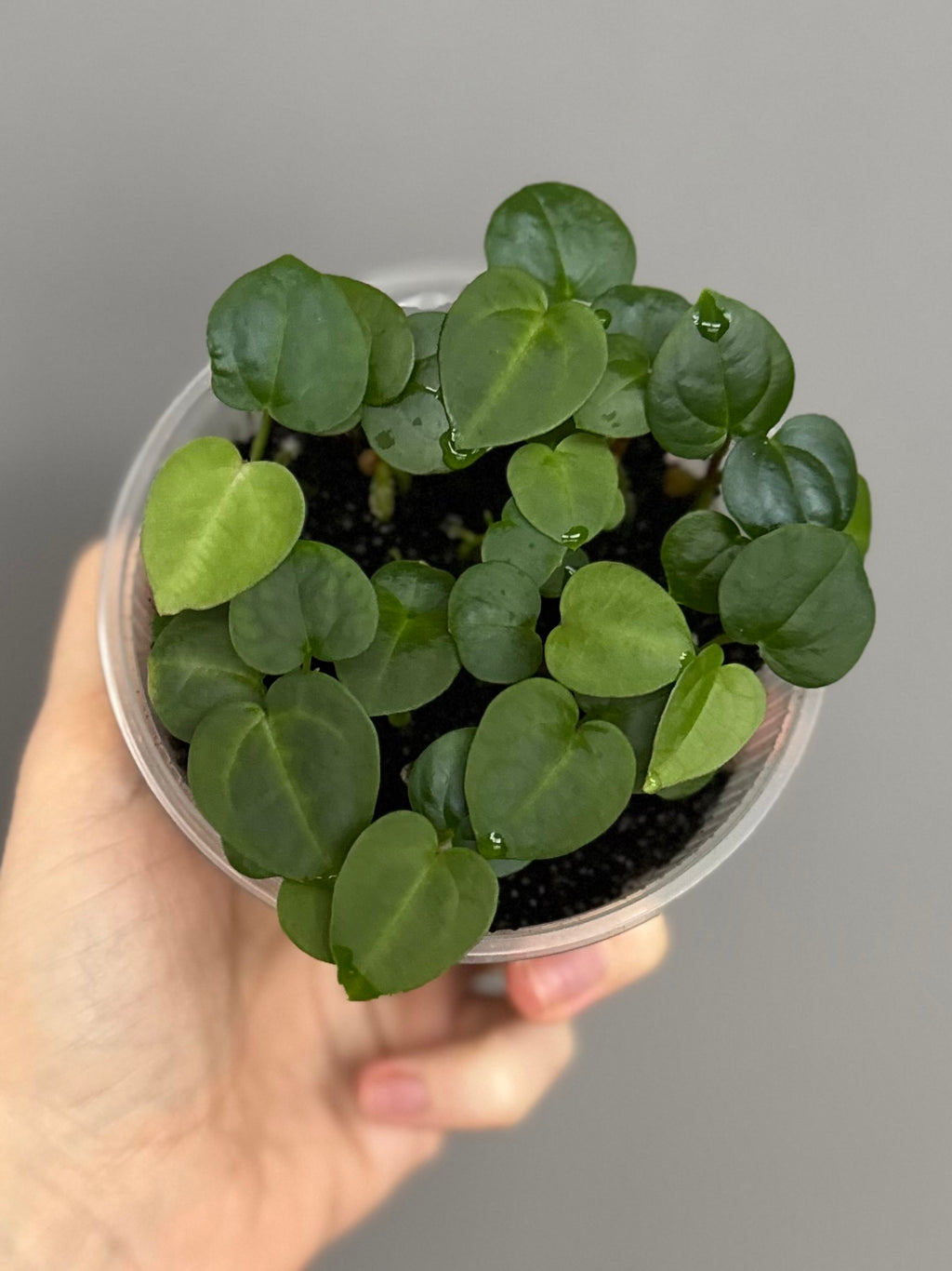 Anthurium (Zara x (MxZ)) x  RVDP - Seedlinge