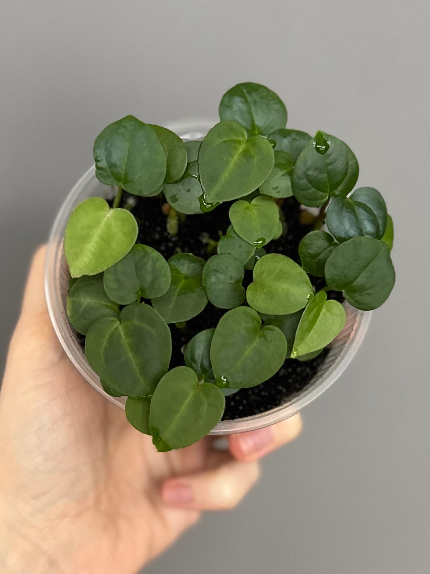 Anthurium (Zara x (MxZ)) x  RVDP - Seedlinge