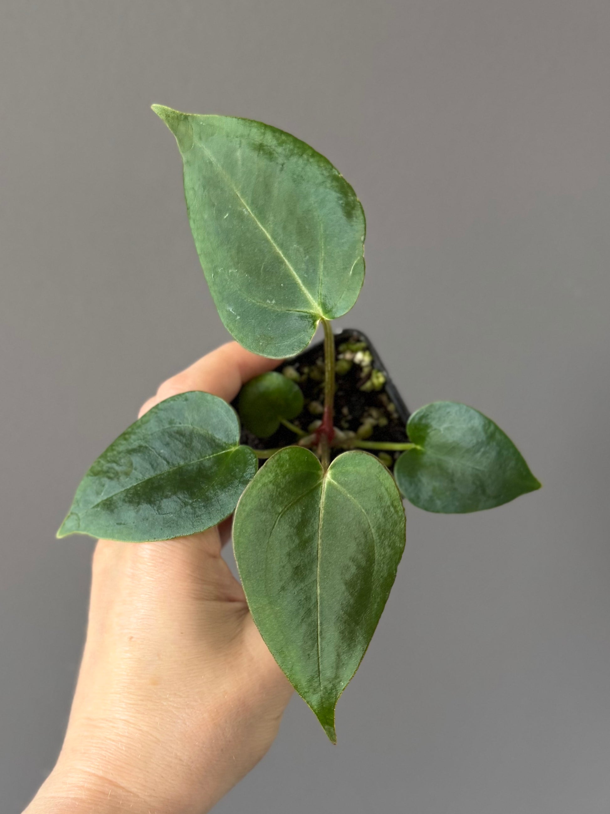 Anthurium (PapillilaminumX x (KOS x Silver Blush)) X (NSE Red Crystallinum x carlablackiae)