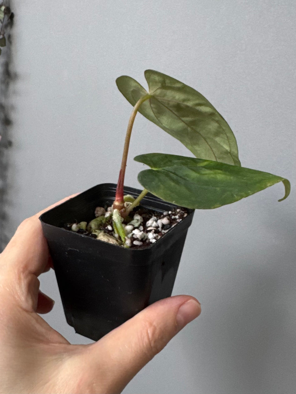 Papillilaminum K1xT5 #1
