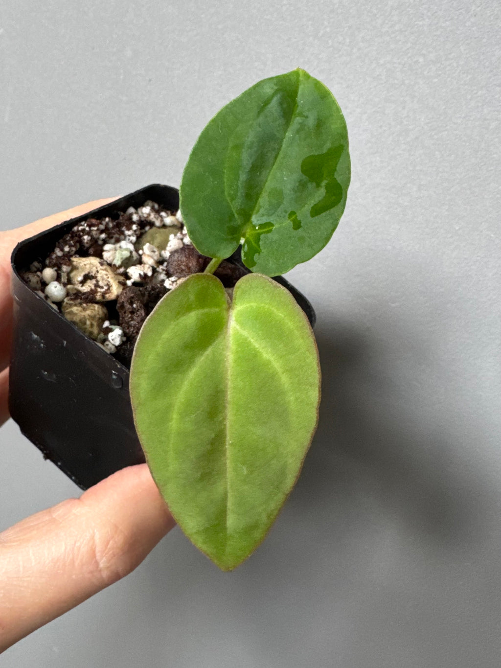 Anthurium carlablackiae RA13 x BVEP OG1 (#2) cutting