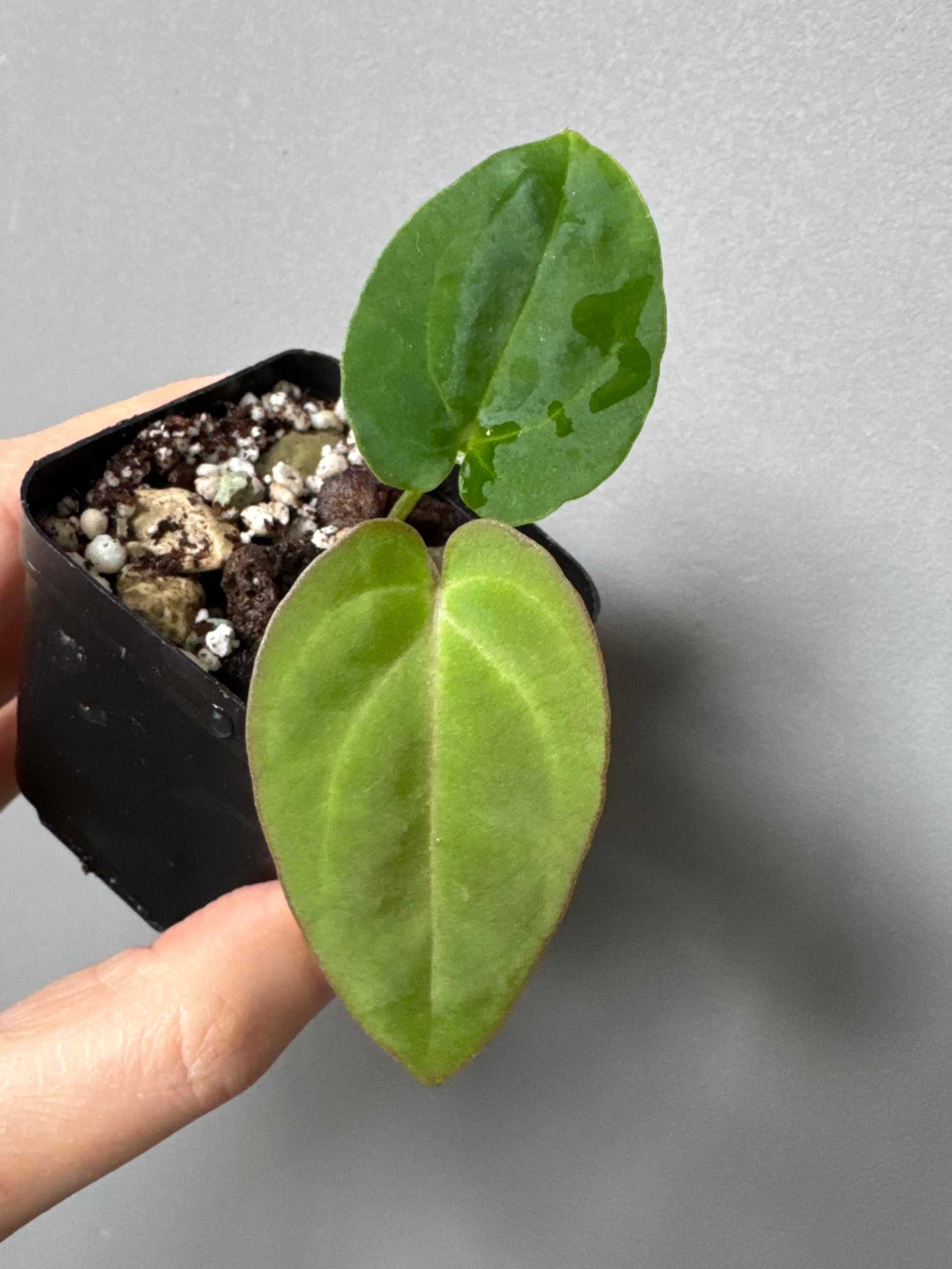 Anthurium carlablackiae RA13 x BVEP OG1 (#2) cutting