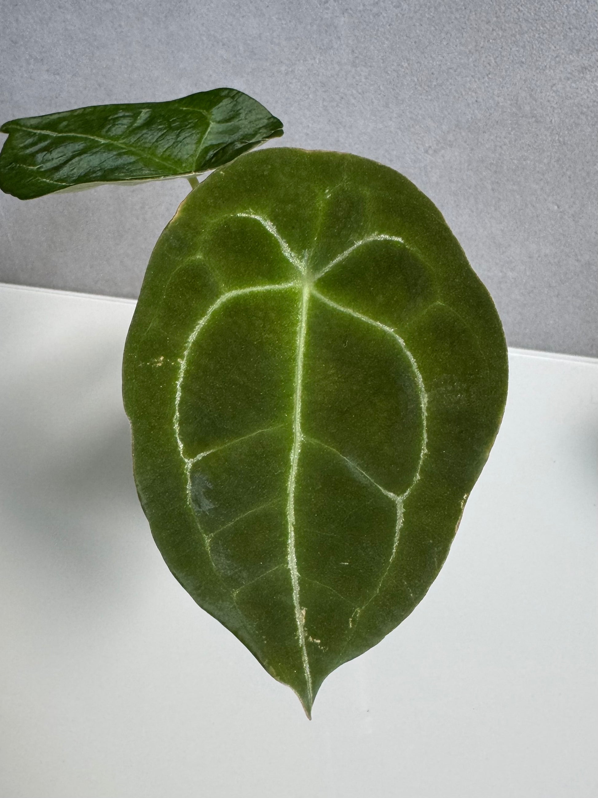 Anthurium forgetii (White Stripes x Dark Form)