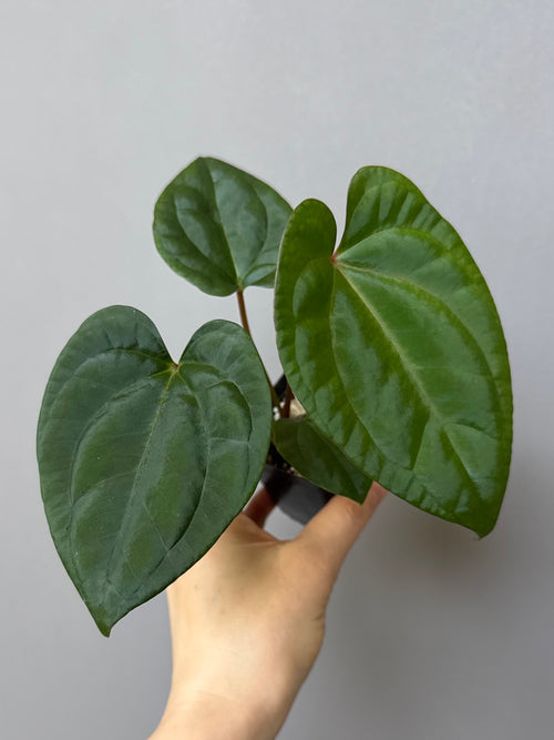 (Papillilaminum Daniel x Besseae aff.) X RVDP