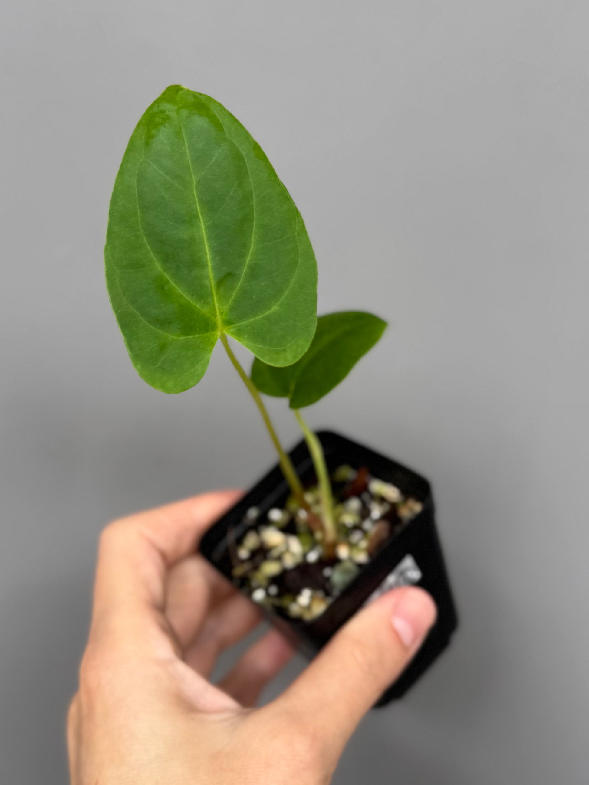 Papillilaminum K1xT5 - Plant 2