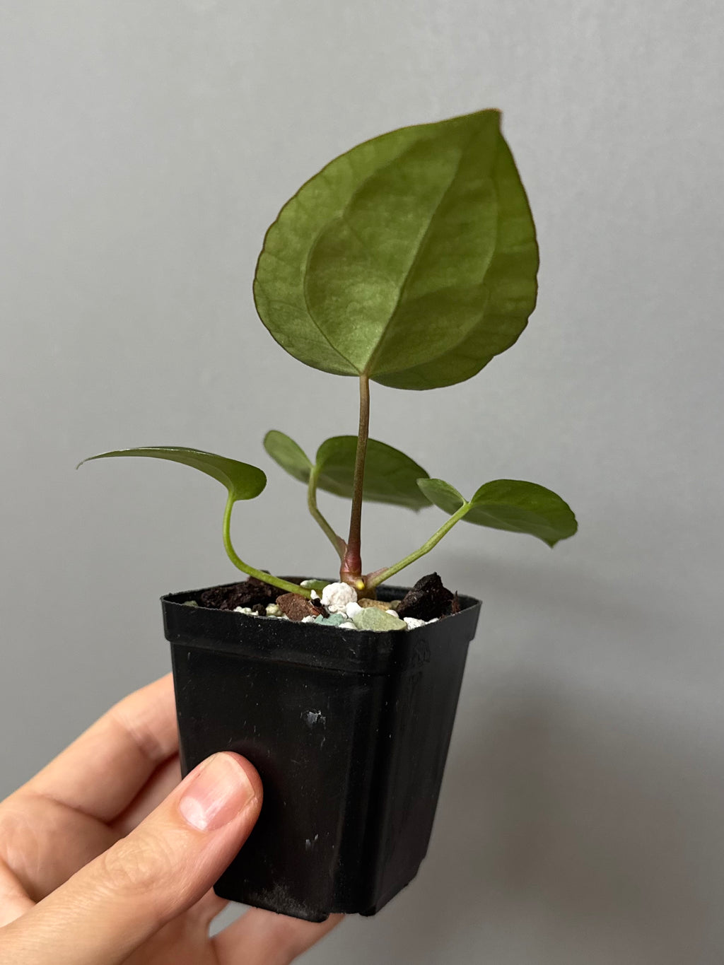 Anthurium (AOS x forgetii) x (NSE Red Crystallinum x Carlablackiae)