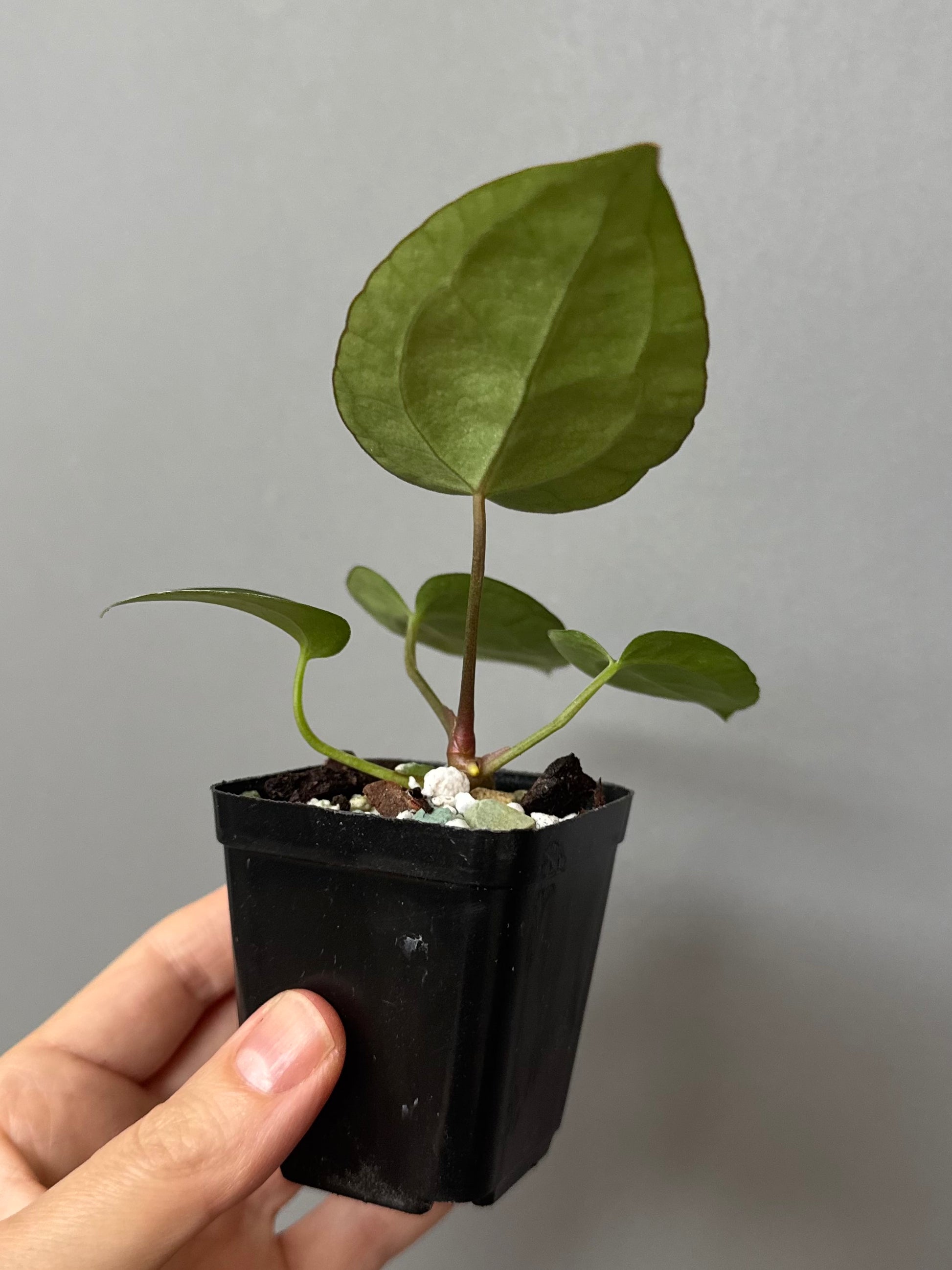 Anthurium (AOS x forgetii) x (NSE Red Crystallinum x Carlablackiae)