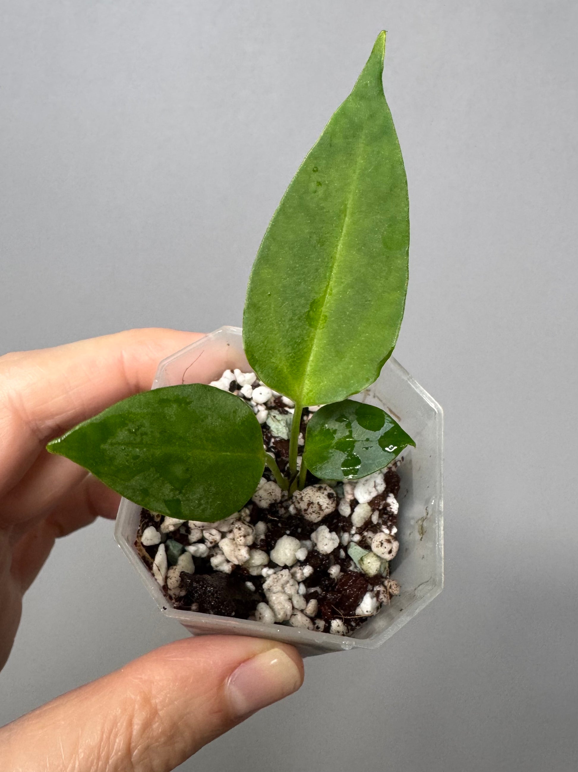 Anthurium (CrystallimumX x Indo portillae) x (D&H x RVC)