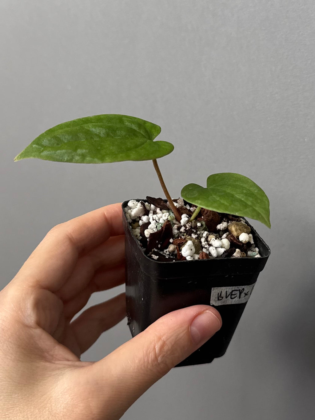Anthurium BVEP OG1 x Papillilaminum Lago Gatun