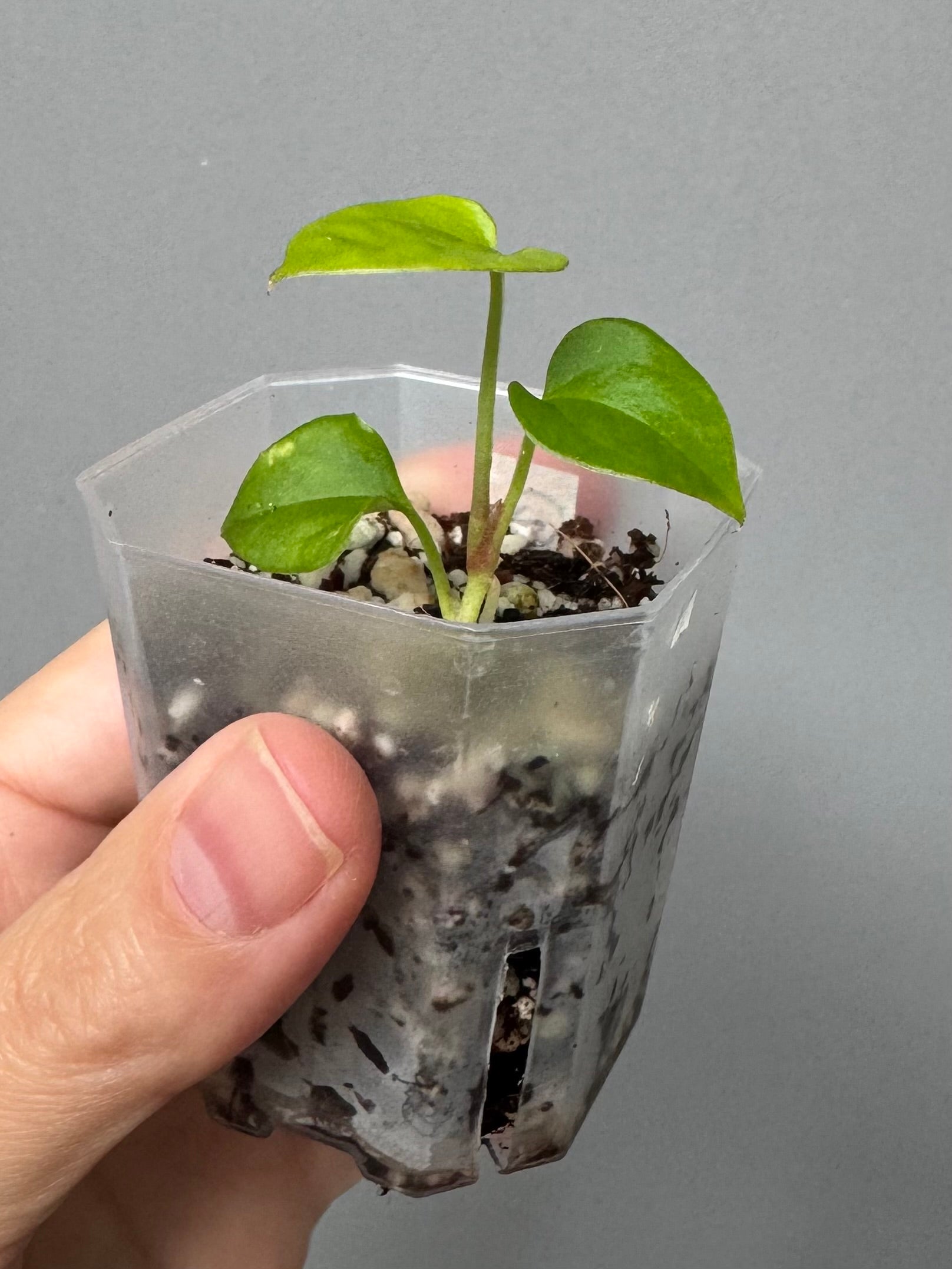 Anthurium magnificum x BVEP OG1 (#2)