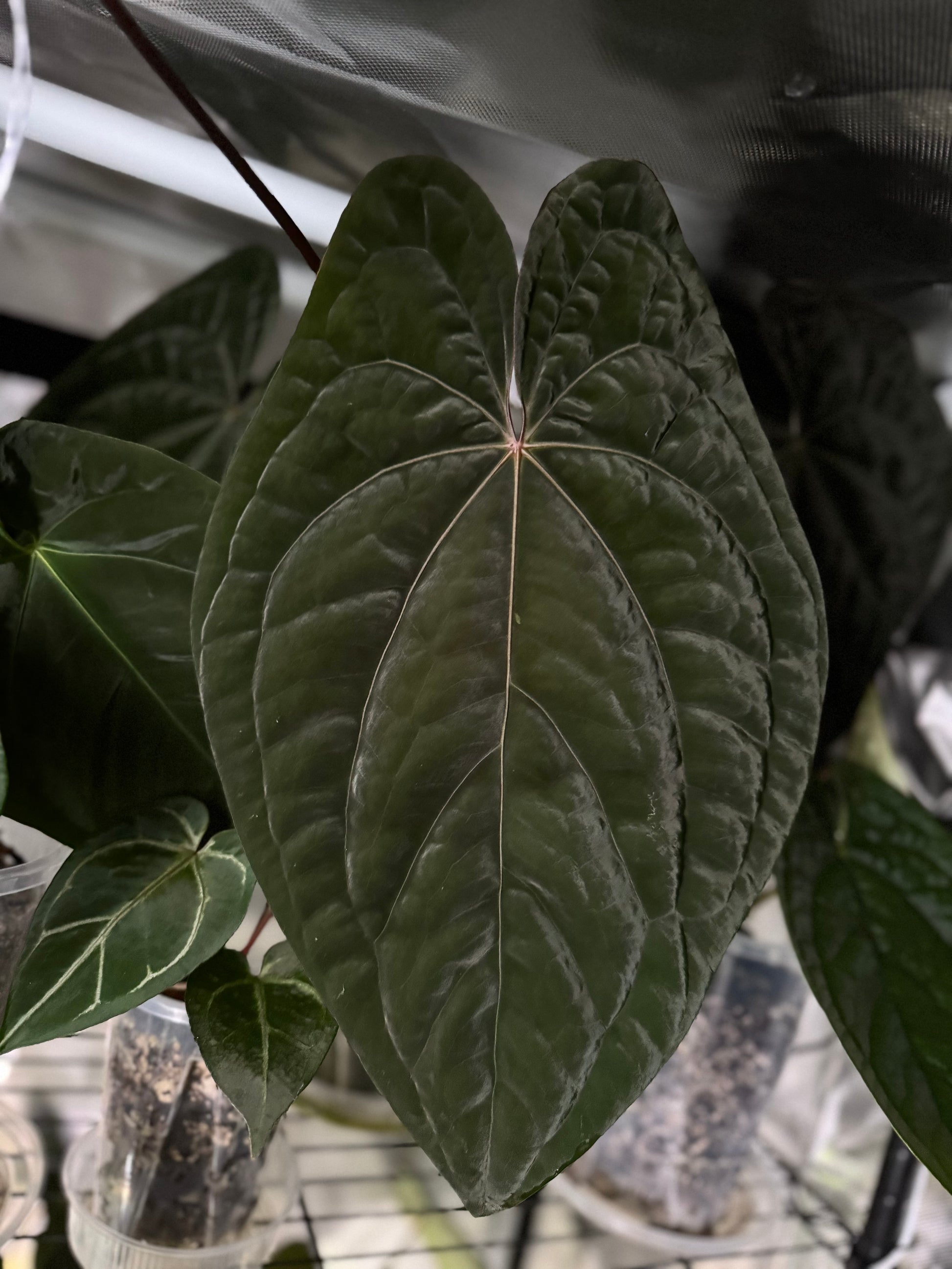 pink lemonade anthurium Anthurium (SKG Pink Lemonade x Papillilaminum (long x long bullate)) x – crystallinum & co