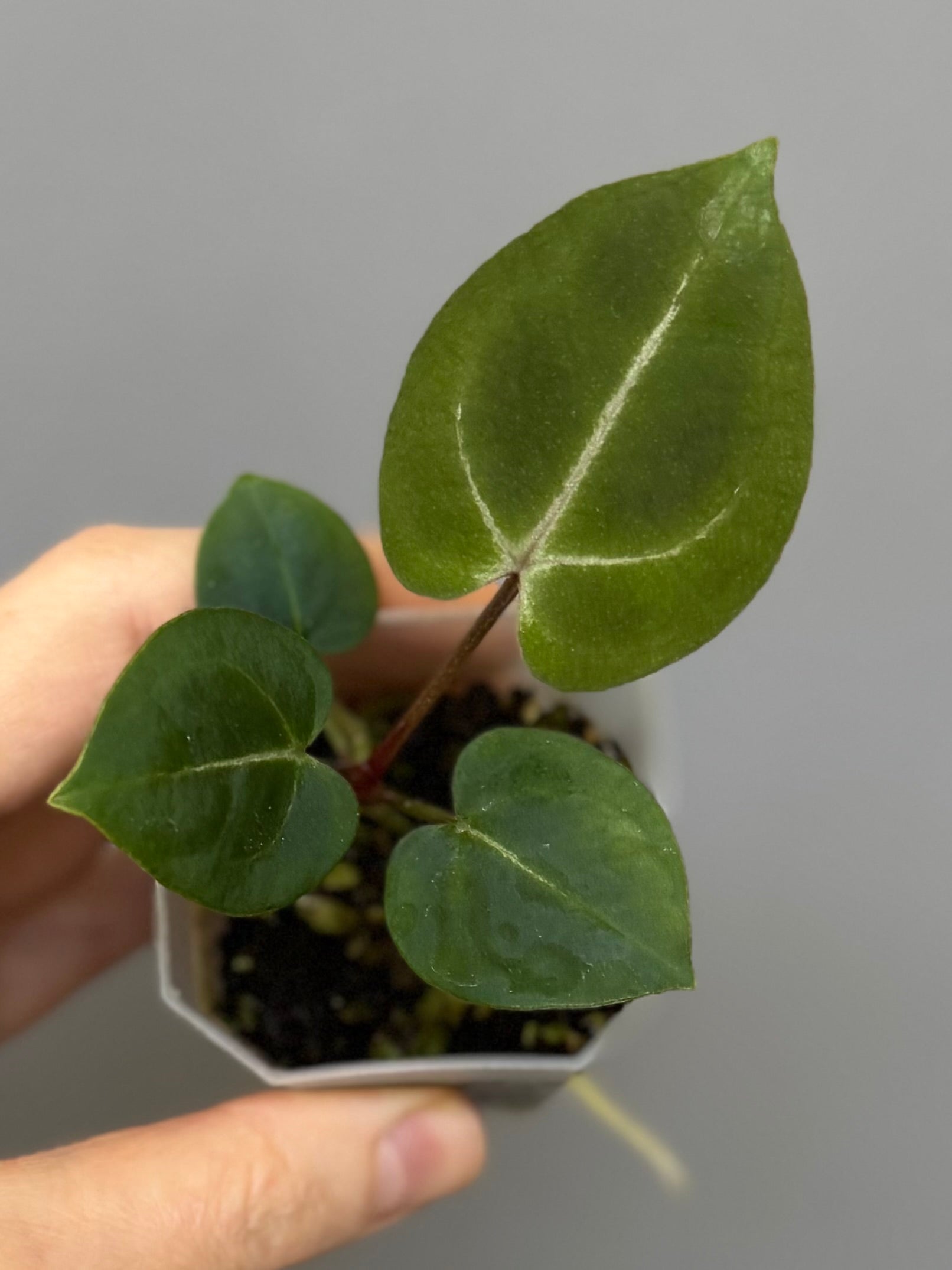 Anthurium (ZxM) x  (NSE Red Crystallinum x Carlablackiae)