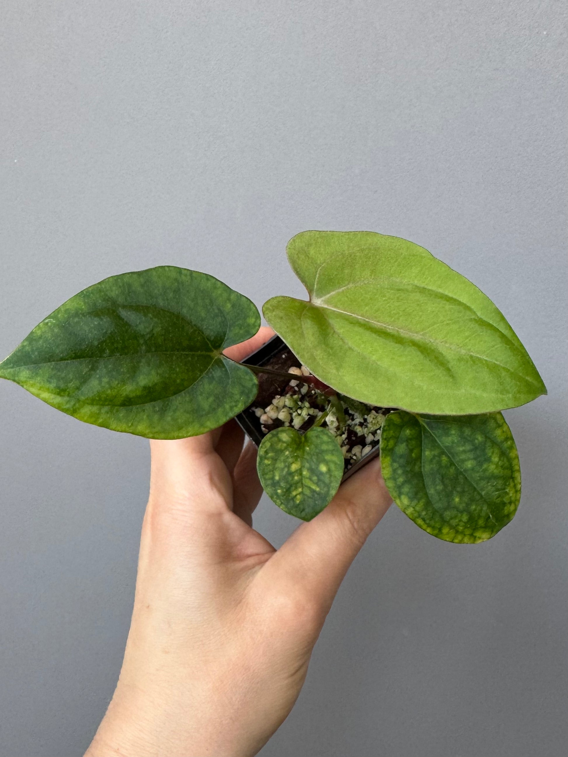 Anthurium ((BVEP x Portillae Dorito) x (Dark Phoenix x Goliath)) x (Fort Sherman x RVDP)
