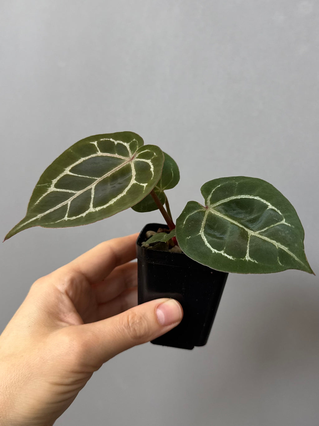 Anthurium (ZxM) x  (NSE Red Crystallinum x Carlablackiae)