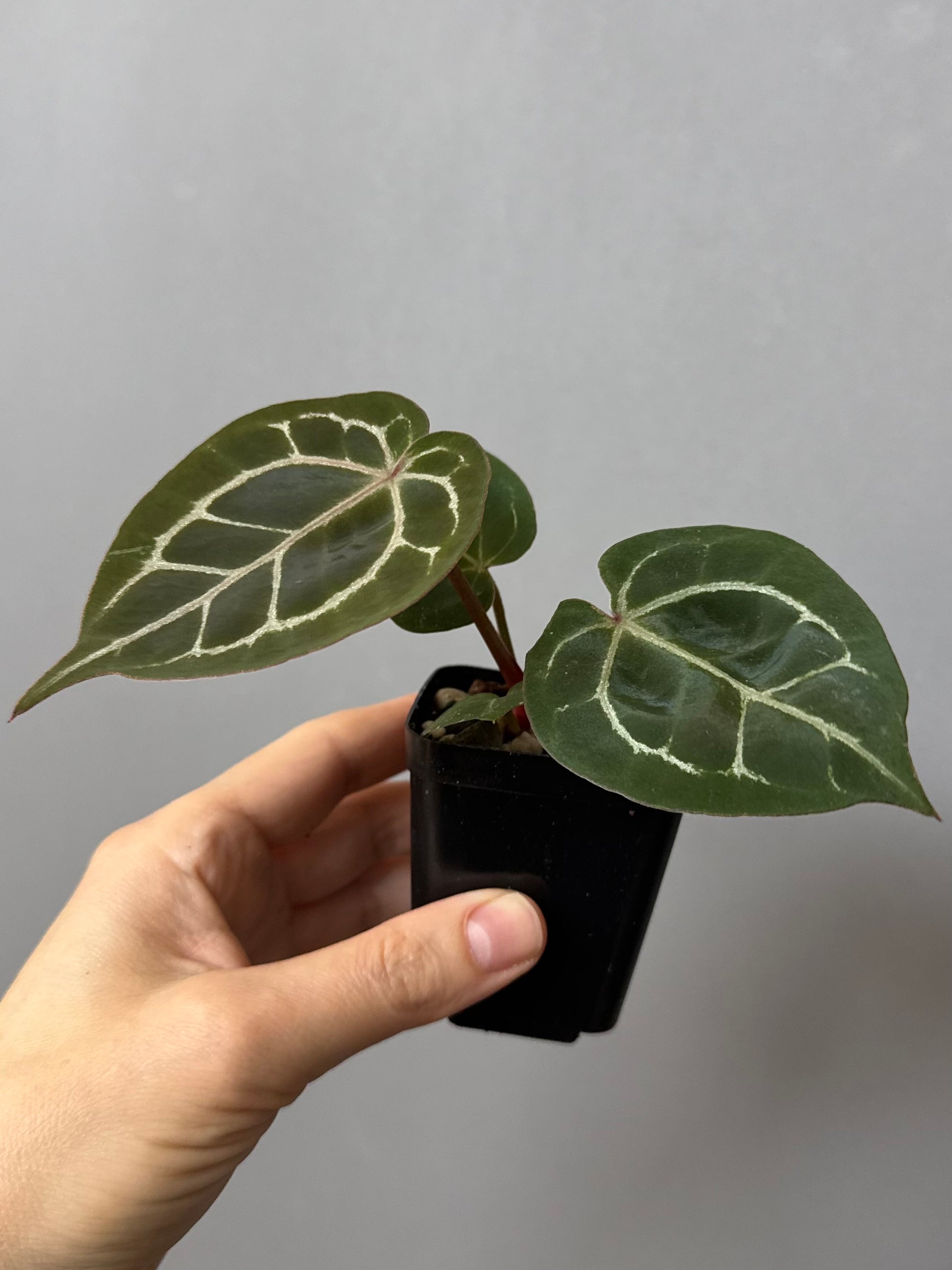 Anthurium (ZxM) x  (NSE Red Crystallinum x Carlablackiae)