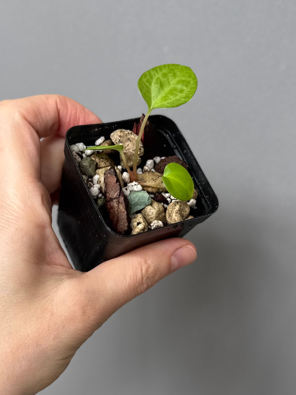 Anthurium NSE Carlablackiae x kunayalense (#1)