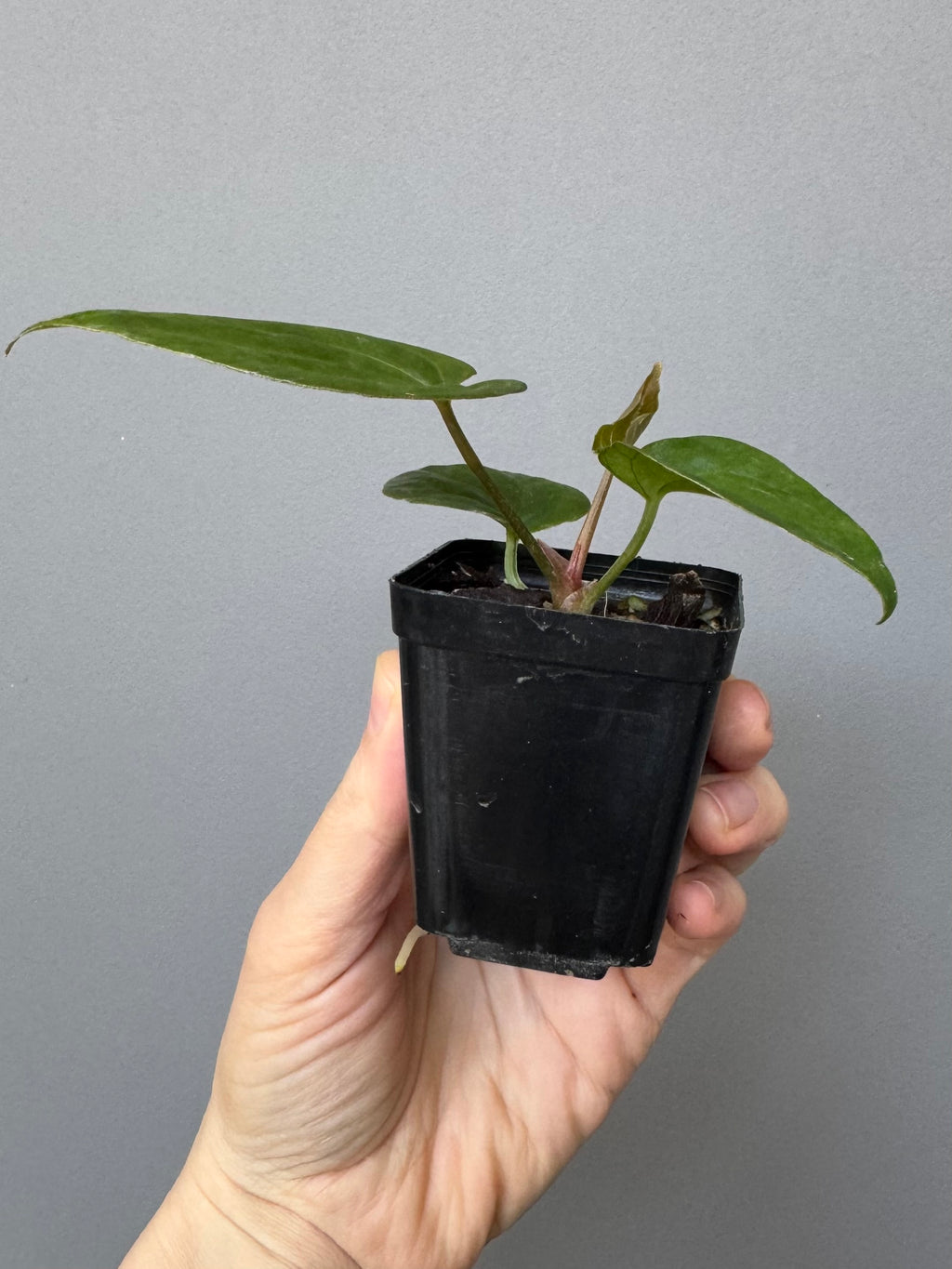 Anthurium Tezula AOS df x BVEP neon (Sarah/botanophile)