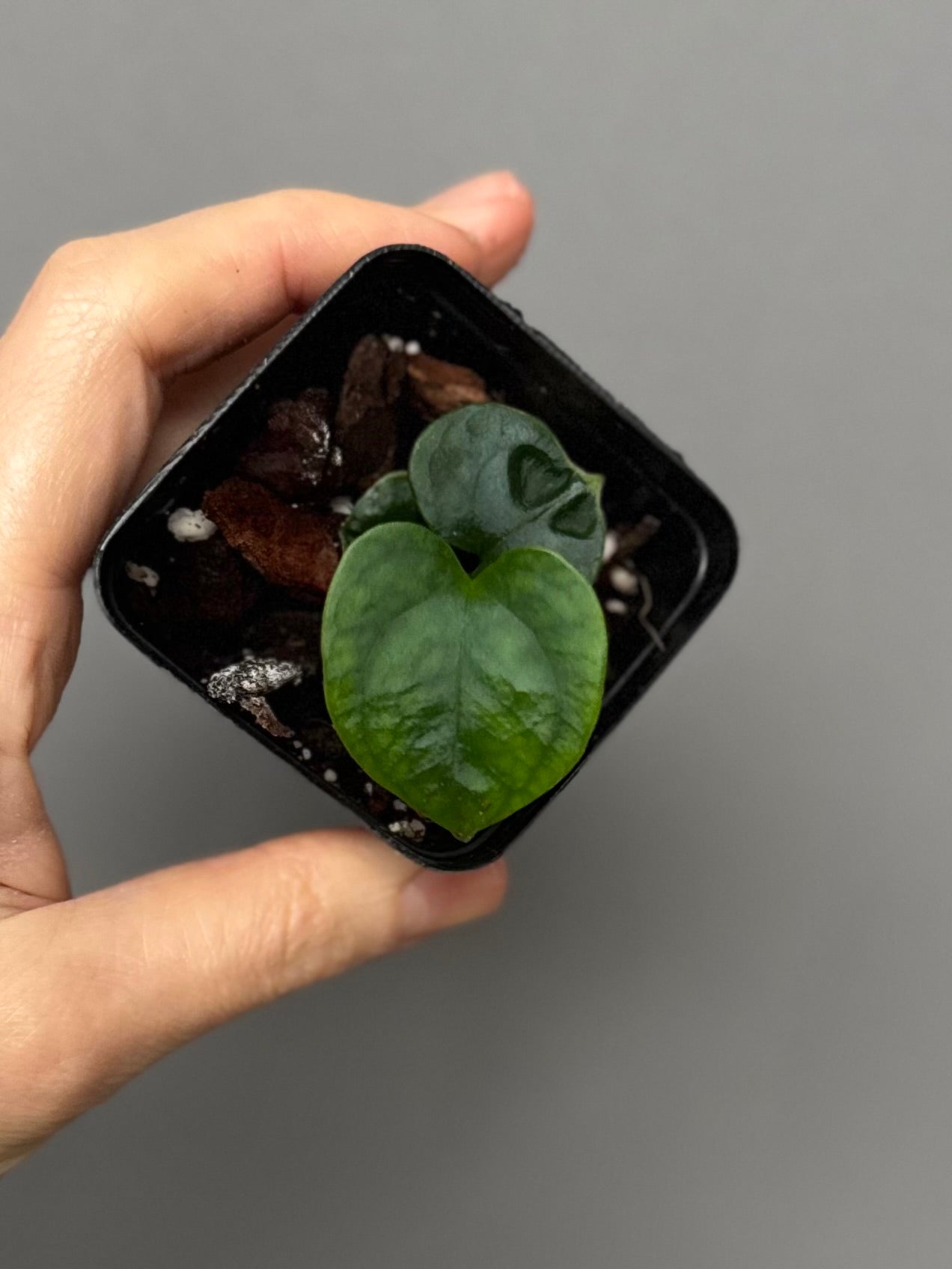 Anthurium Papillilaminum round x Darkest Panama