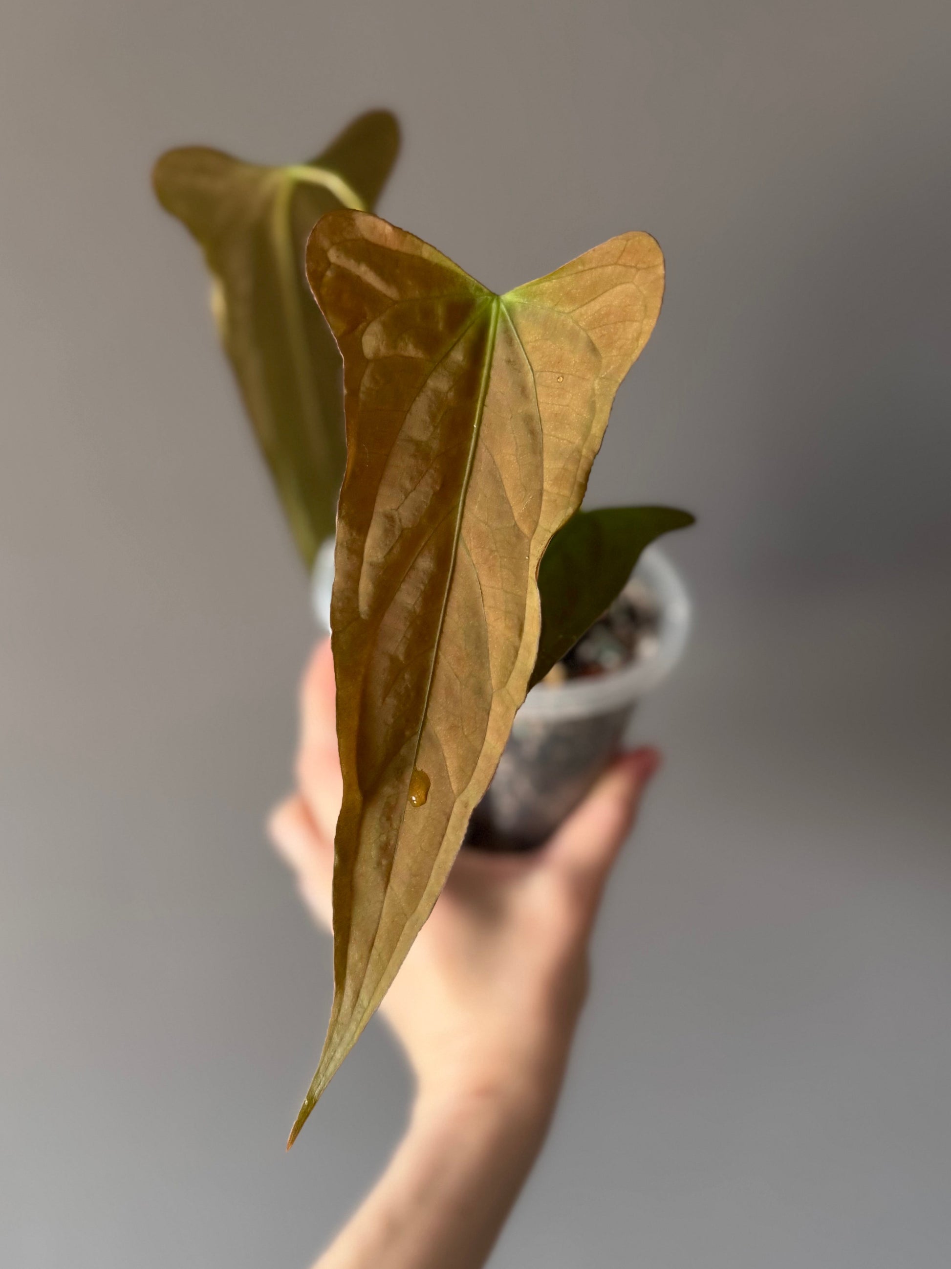 Anthurium Subsignatum Velvet x Ralph Lynam clone (#1) (by mathiuxaroid)