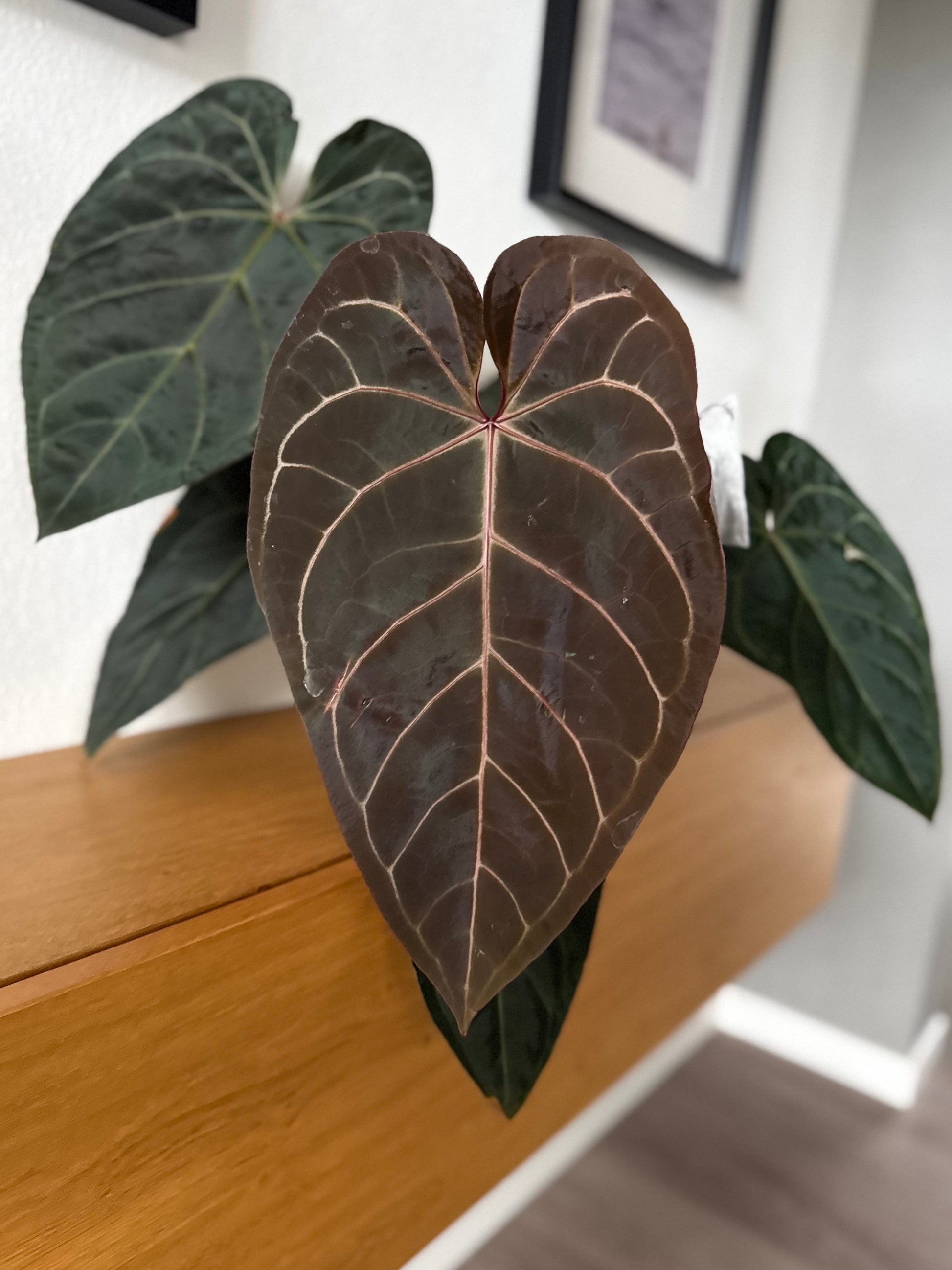 Anthurium (CrystallimumX x Indo portillae) x (D&H x RVC) - Seedlinge mit zwei Blättern