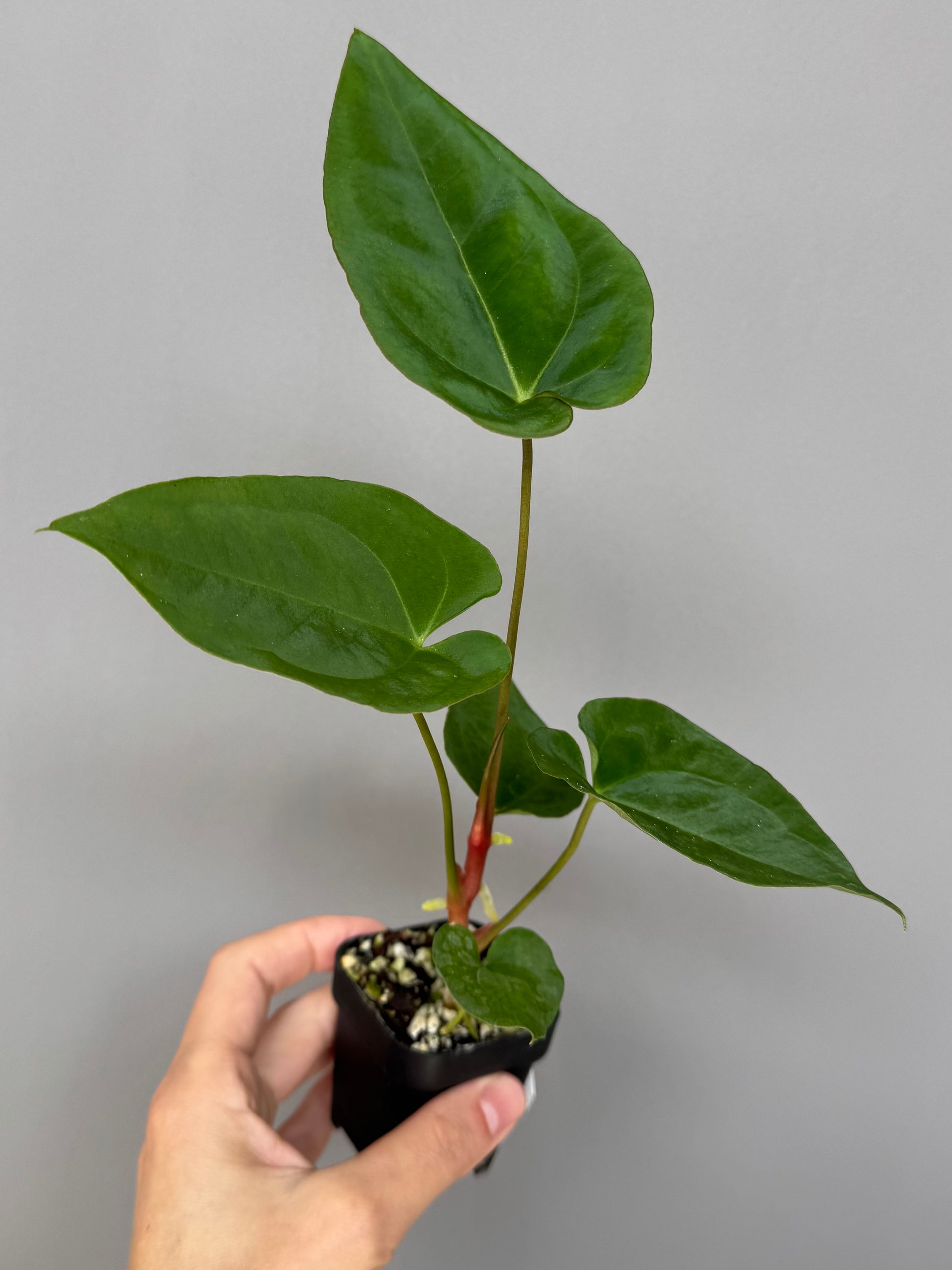 Anthurium crystallinum x papillilaminum - plant A