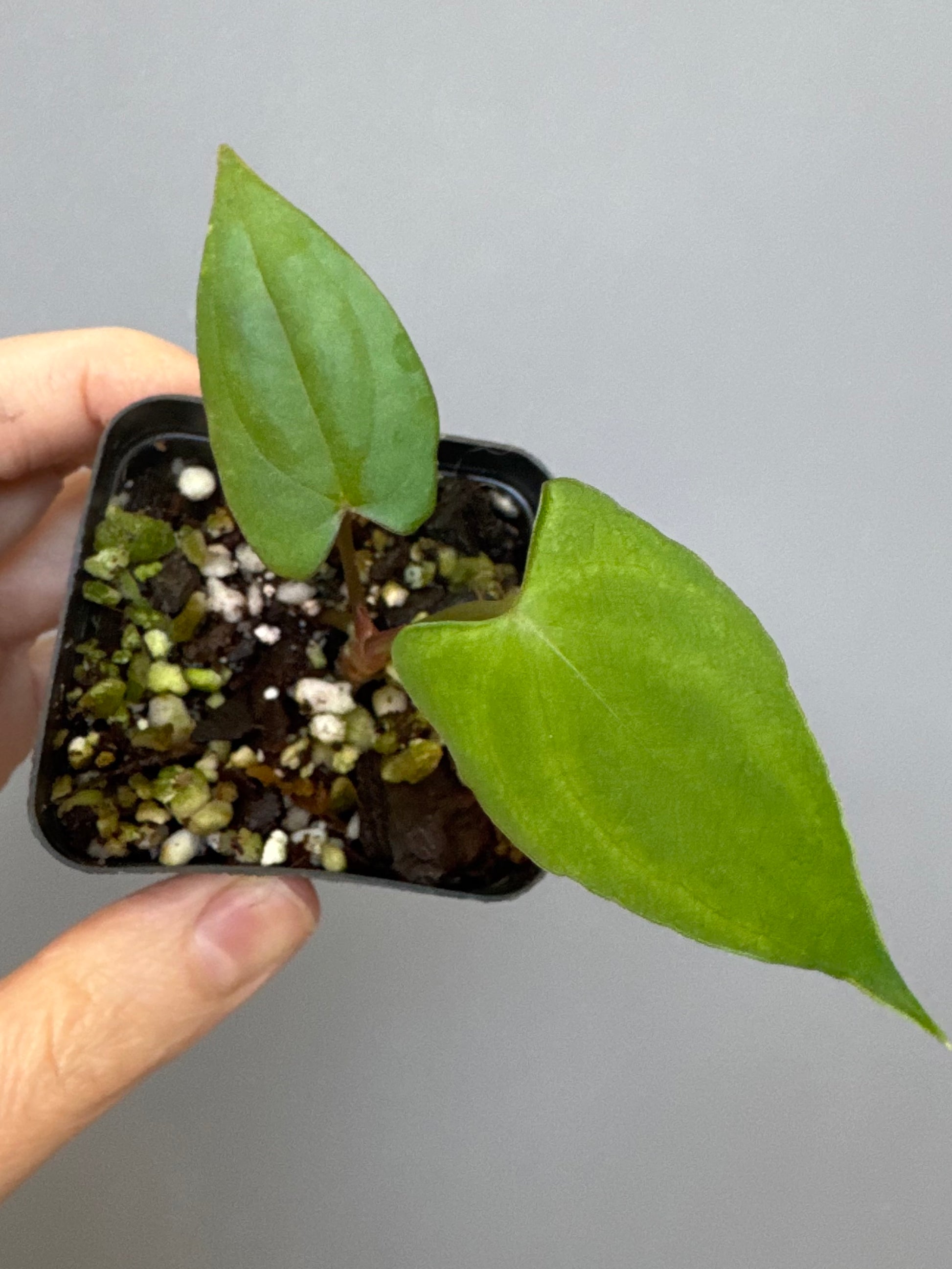 Anthurium ((papillilaminum Ralph Lynam x Fort Sherman) x carlablackiae) X RVDP (greenfelicities)