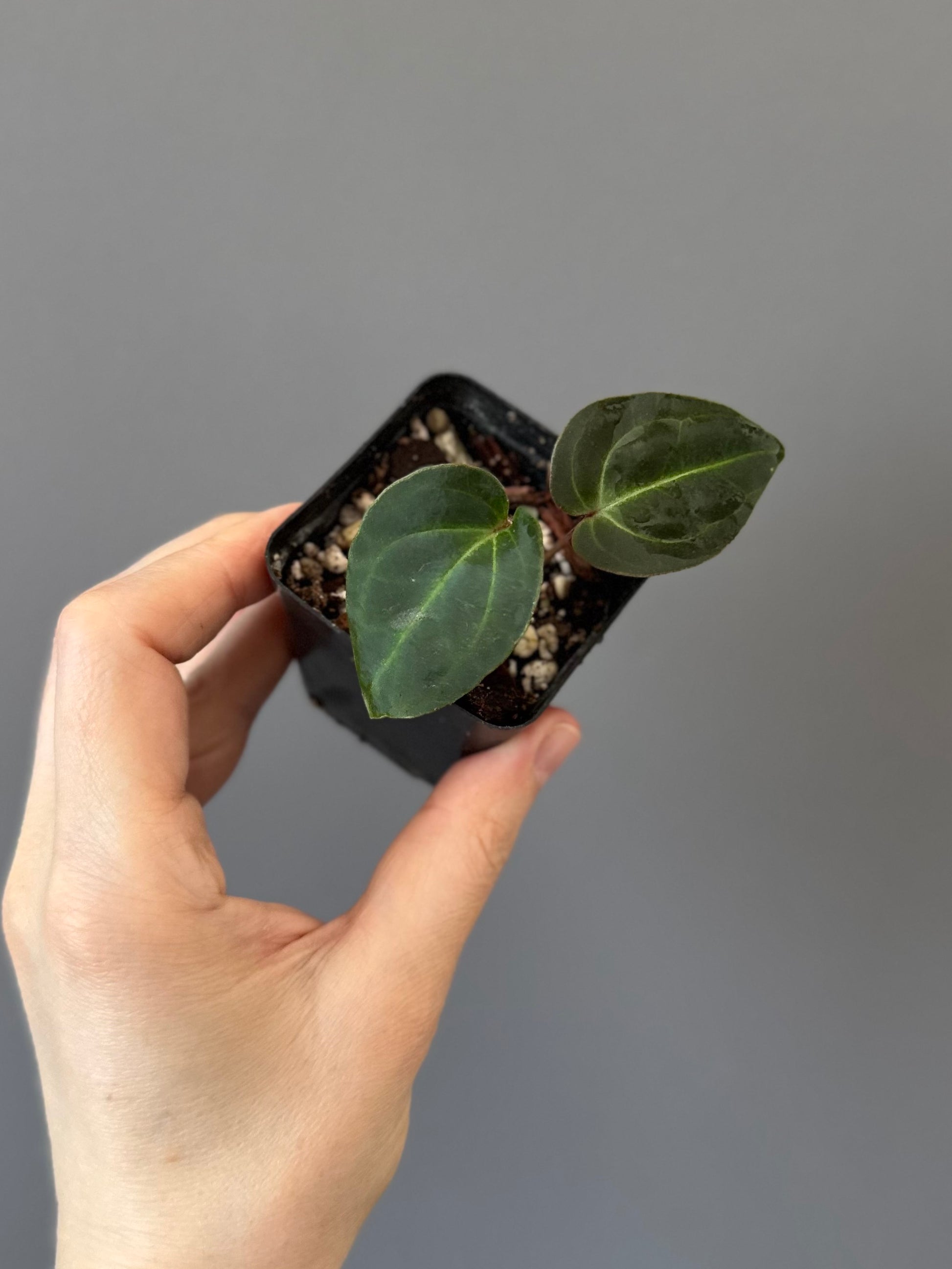 Anthurium Besseae aff. (#1)