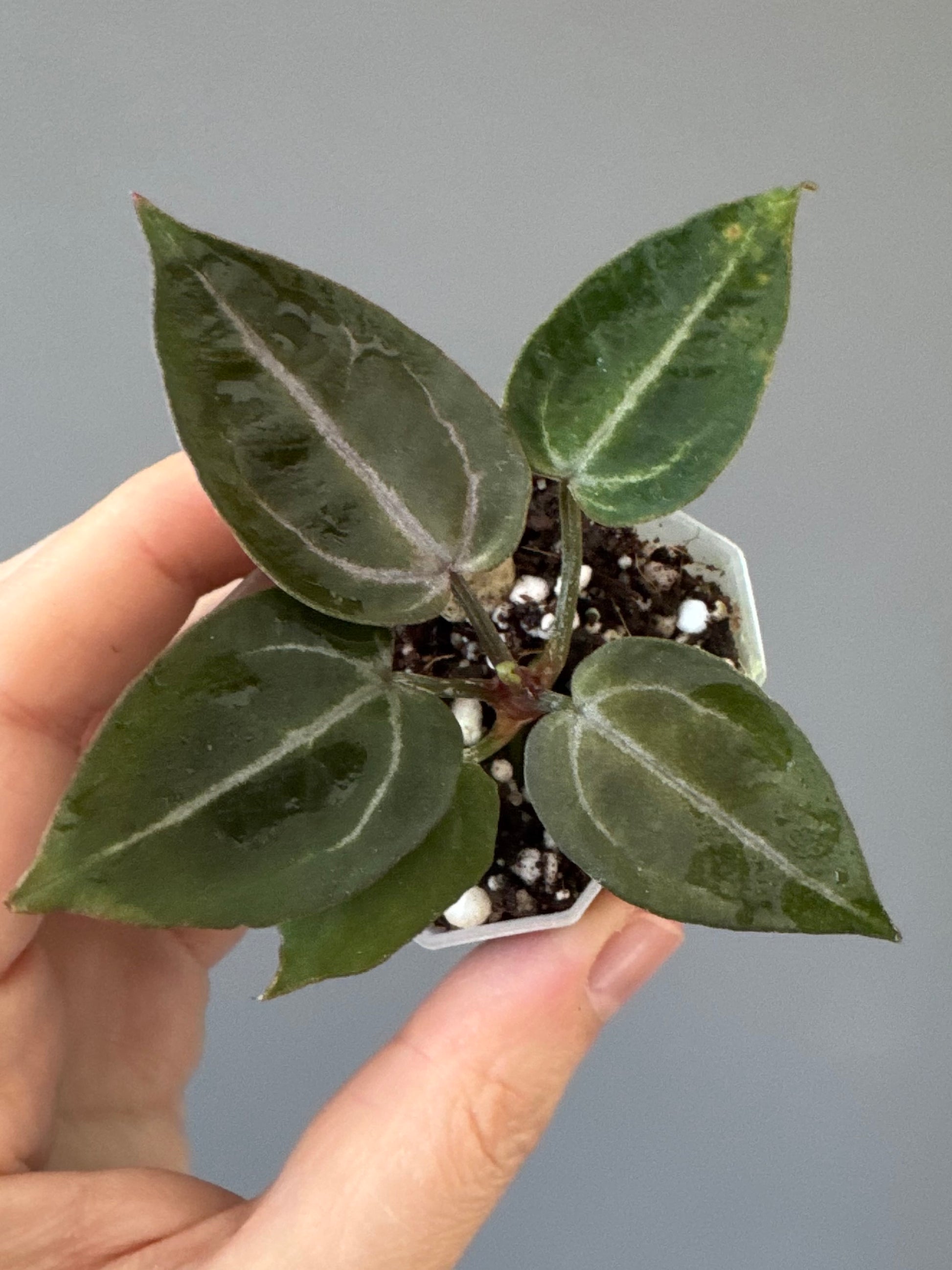 Anthurium ZxM x Michelle - Mini