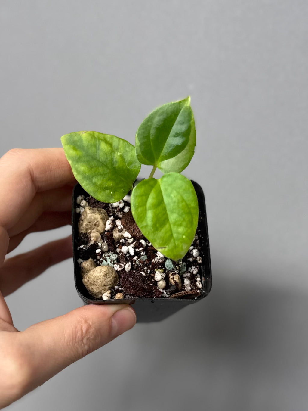 Anthurium Mr. Worldwide x debilis