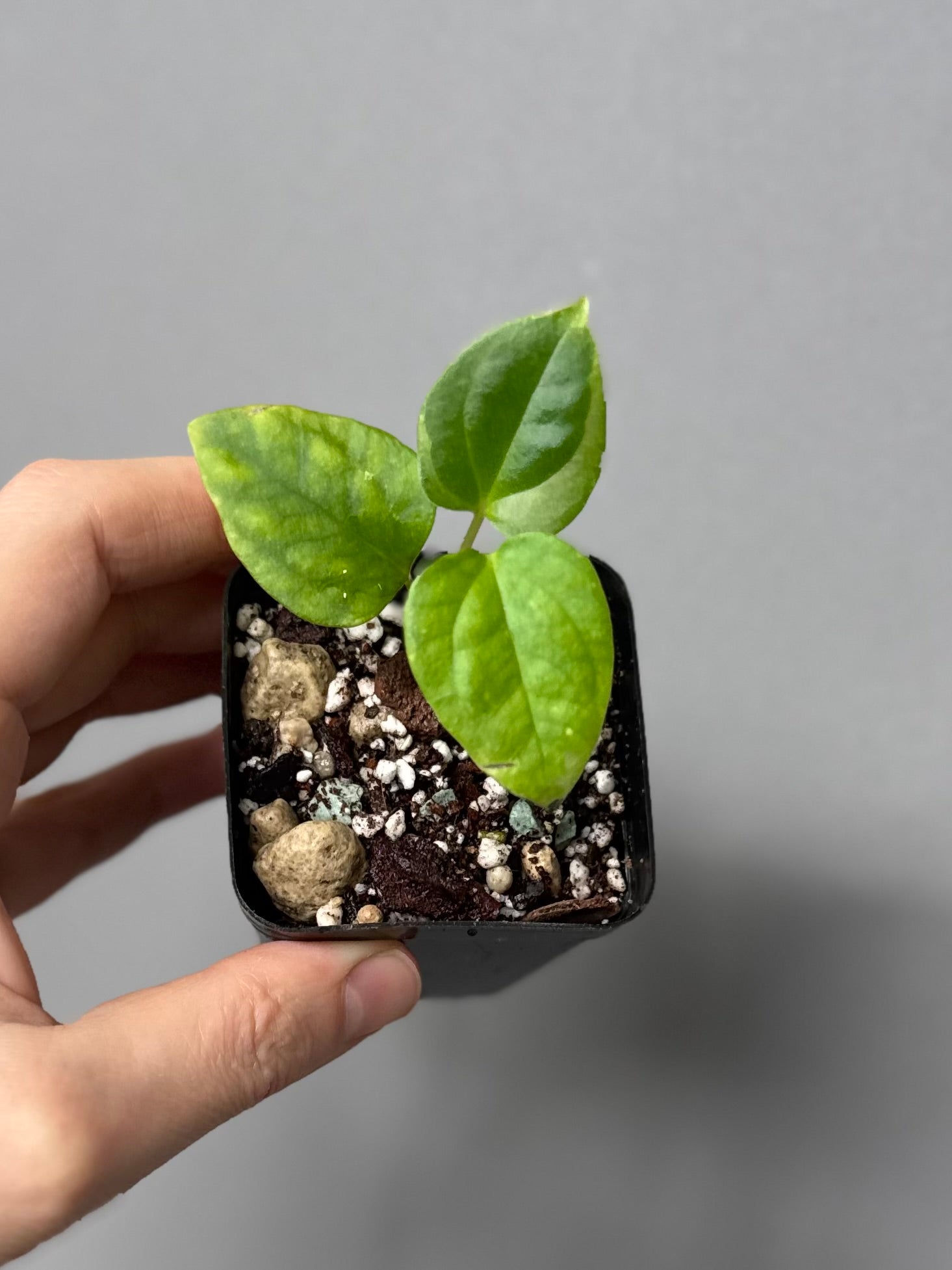 Anthurium Mr. Worldwide x debilis