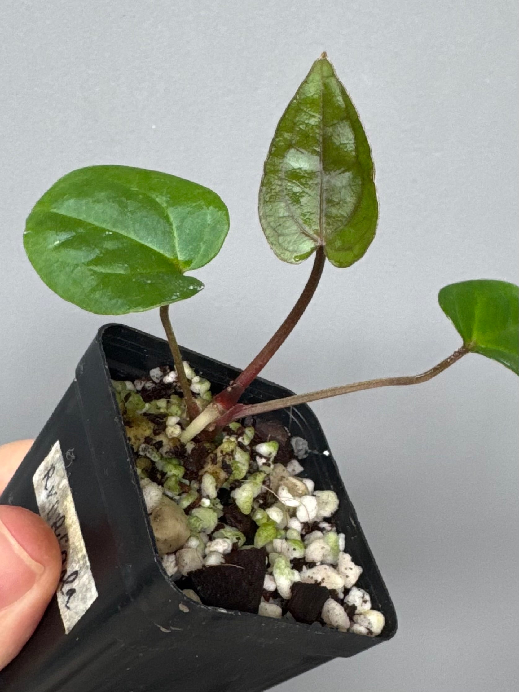 Anthurium RVDP x Carlablackiae