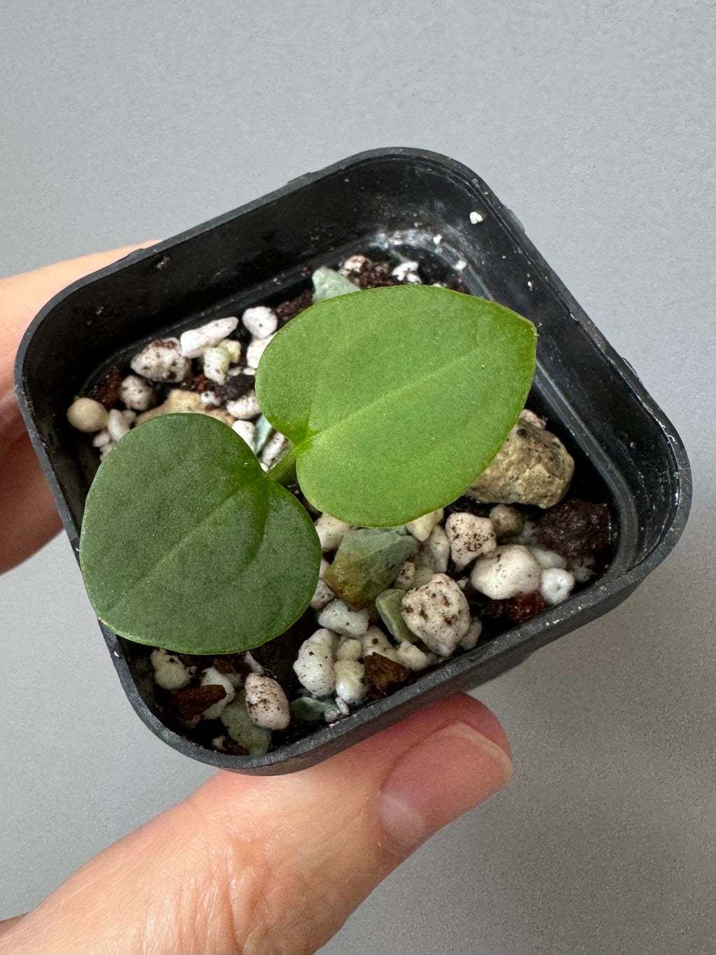 Anthurium ((RLxFS x Carla) x RVDP) xself