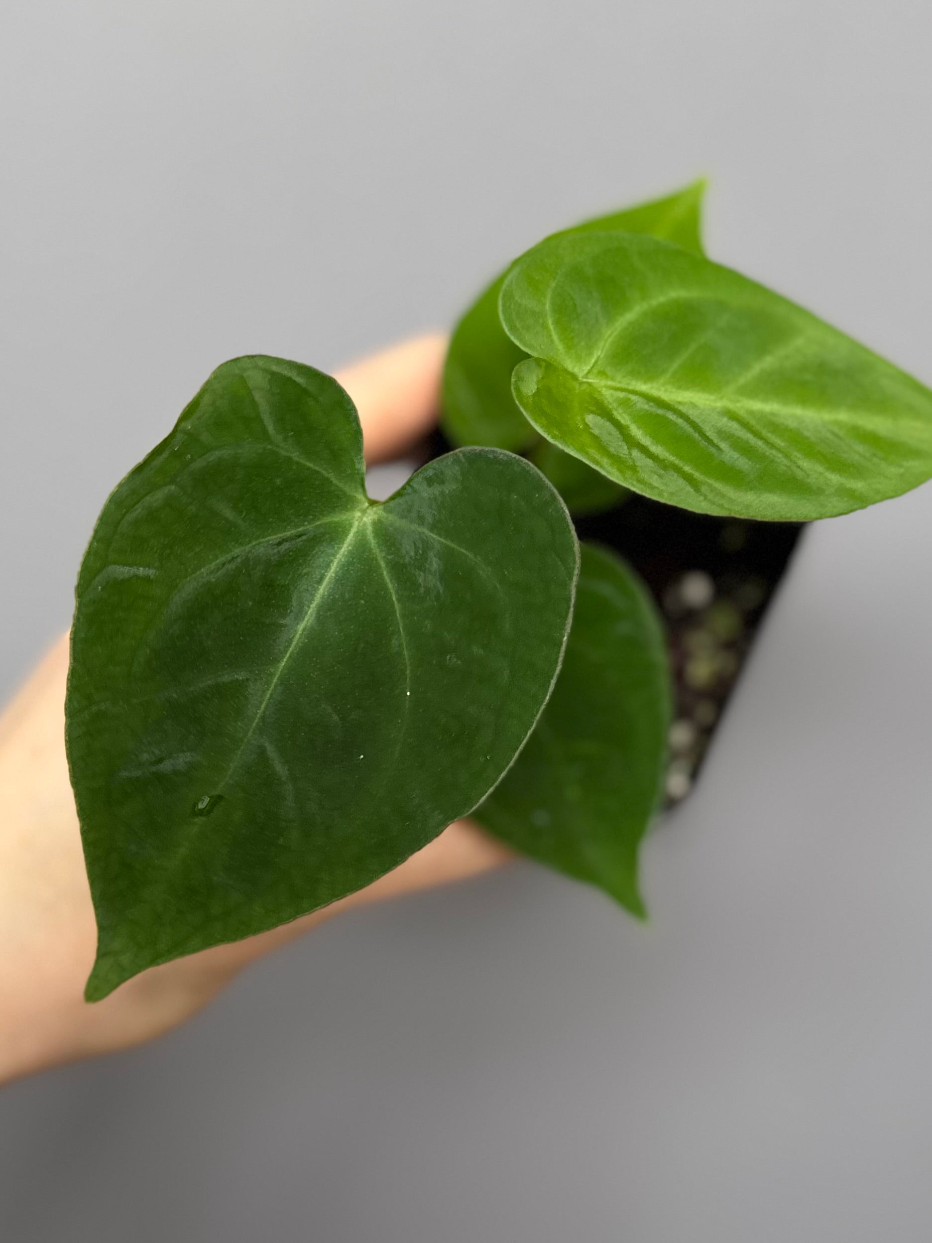 Anthurium magnificum x papillilaminum