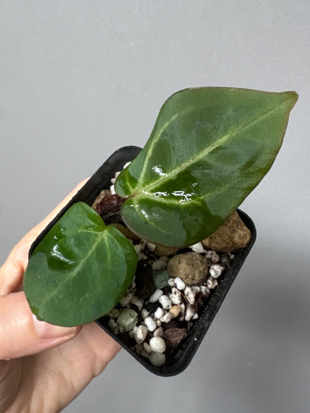 Anthurium Carlablackiae RA5x10 x open